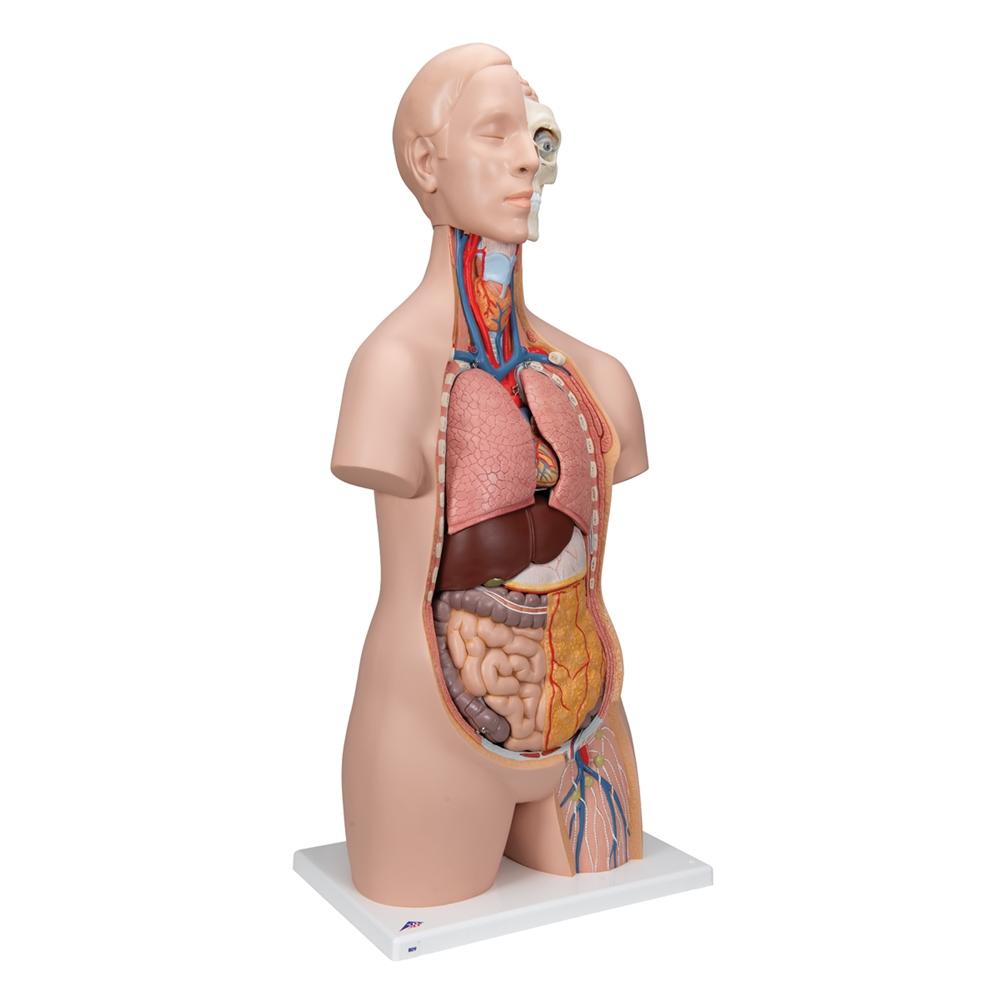 Unisex Anatomical Torso Model with Half Skull Head - 12-Piece Detachable Human Body Anatomy for Medical Students & Artists | Perfect for Classroom Study, Art Reference & Science Education