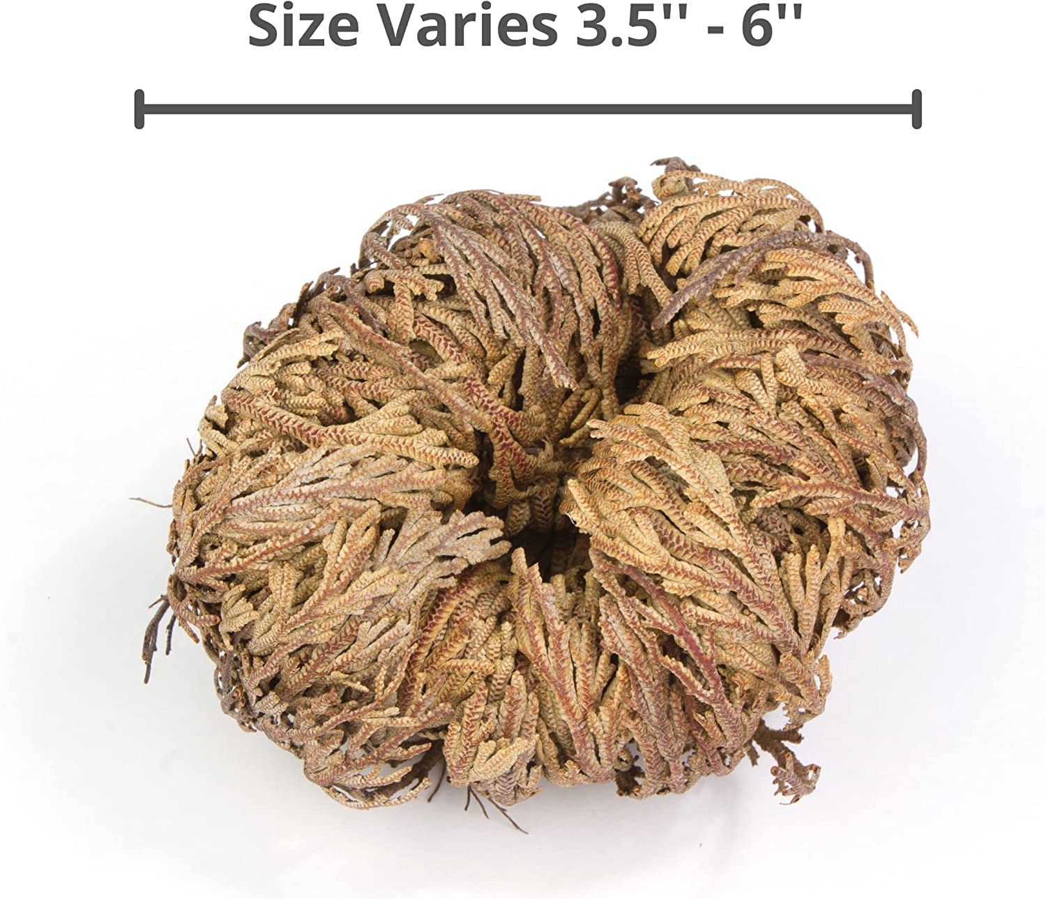 2 Pack Large Jericho Rose Dried Flowers (2.5