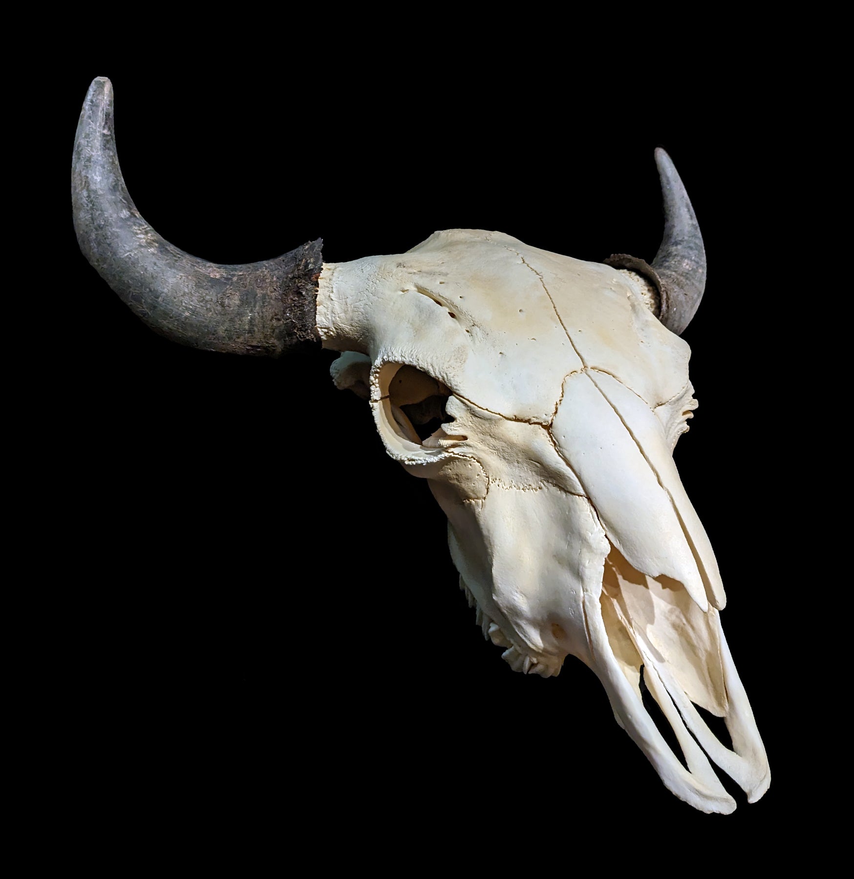 Authentic Bison Skull - Natural Decor for Western & Rustic Home, Cabin, or Hunting Lodge | Perfect for Wall Mount, Taxidermy, and Wild West Themed Interiors