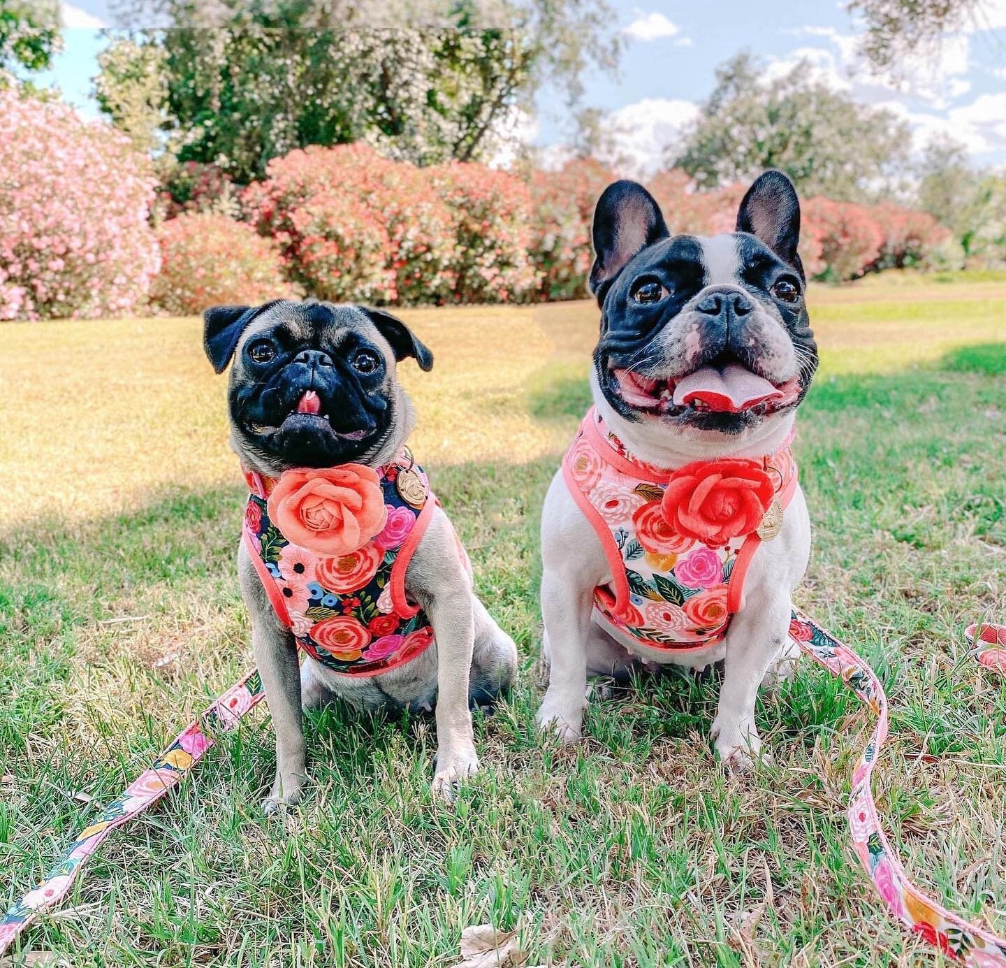 Rifle Paper Co Juliet Dog Harness Set in Cream - Adjustable Pet Harness for Small to Medium Dogs, Perfect for Walks, Hikes & Outdoor Adventures