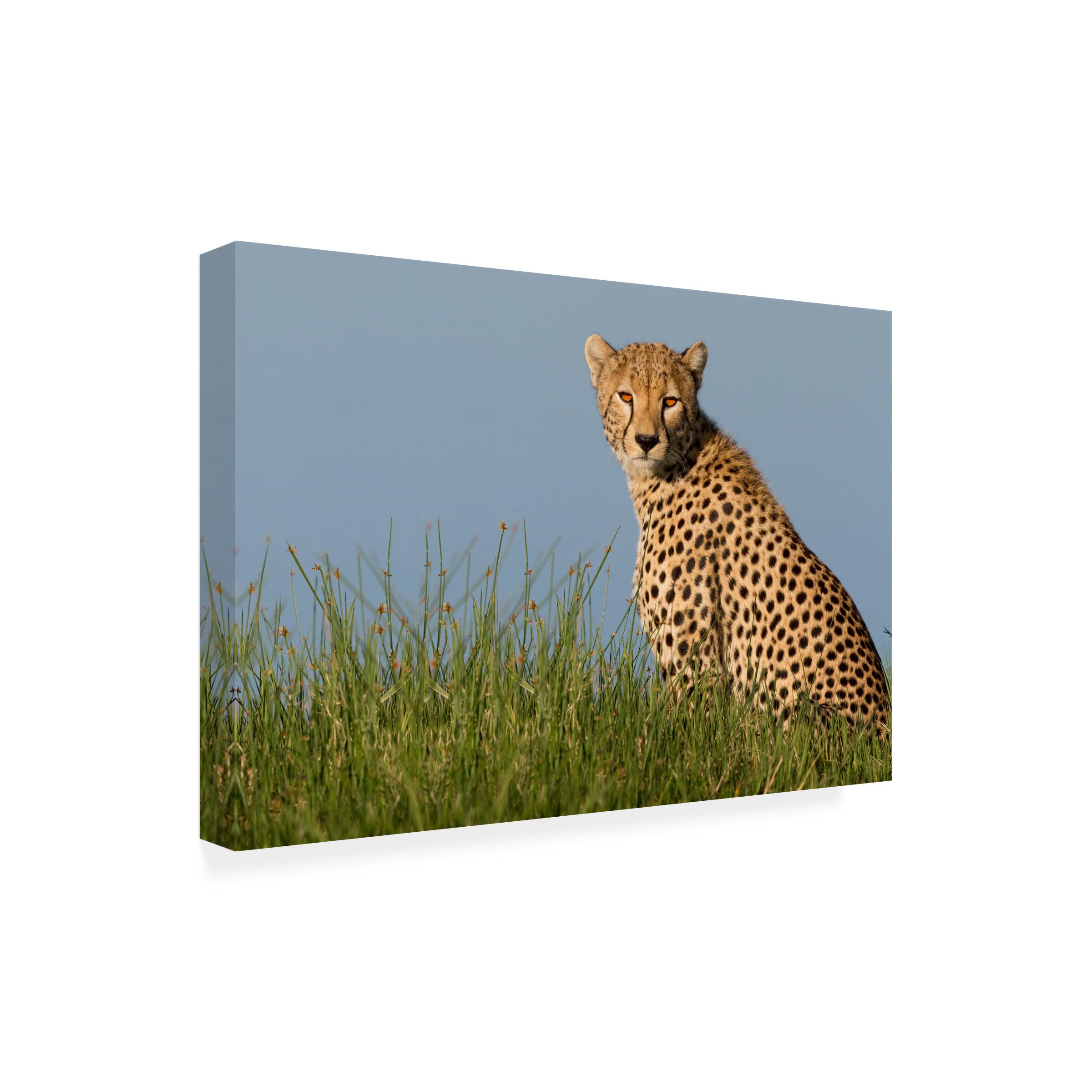Trademark Fine Art 'Cheetah' Canvas Wall Art by Alessandro Catta - Stunning Wildlife Home Decor for Living Room, Bedroom & Office