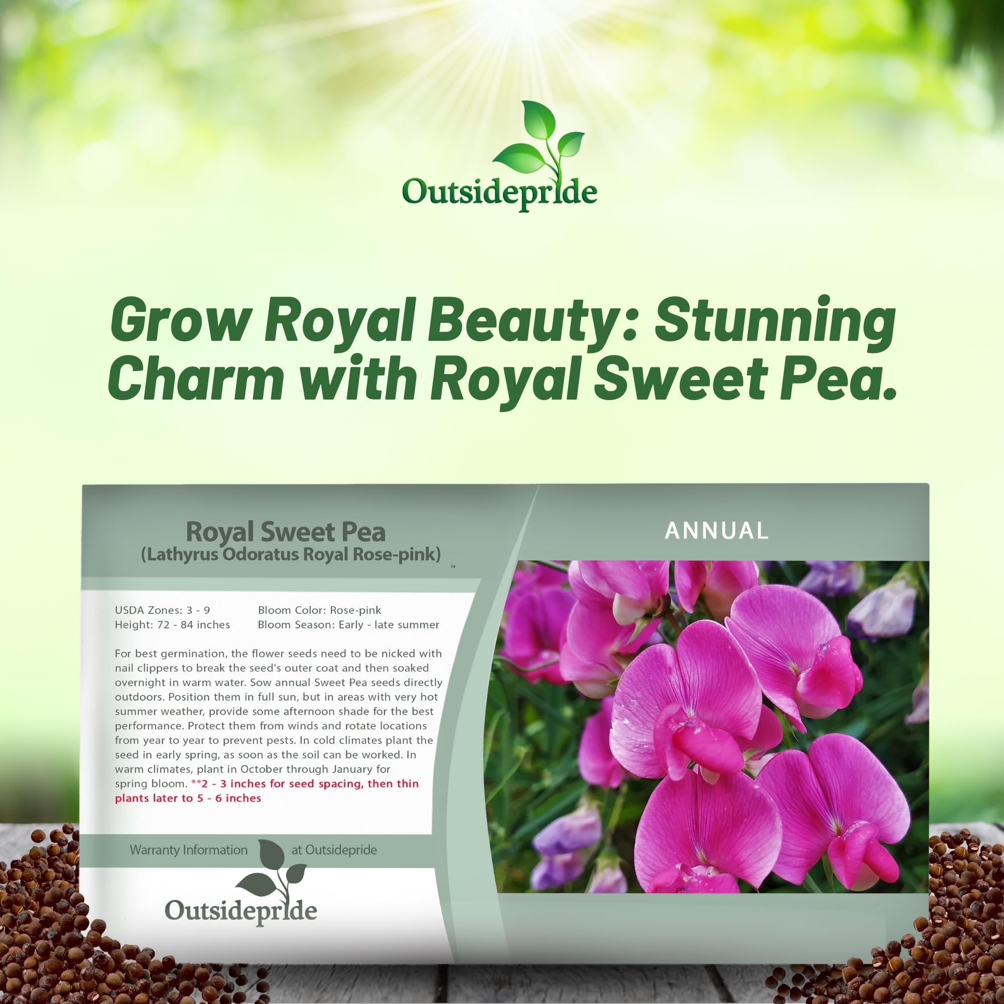 Outsidepride 500 Seeds Annual Lathyrus Odoratus Sweet Peas Royal Rose Pink Vine Seeds for Planting - Fragrant Climbing Flowers for Garden Trellis, Fences & Outdoor Decor