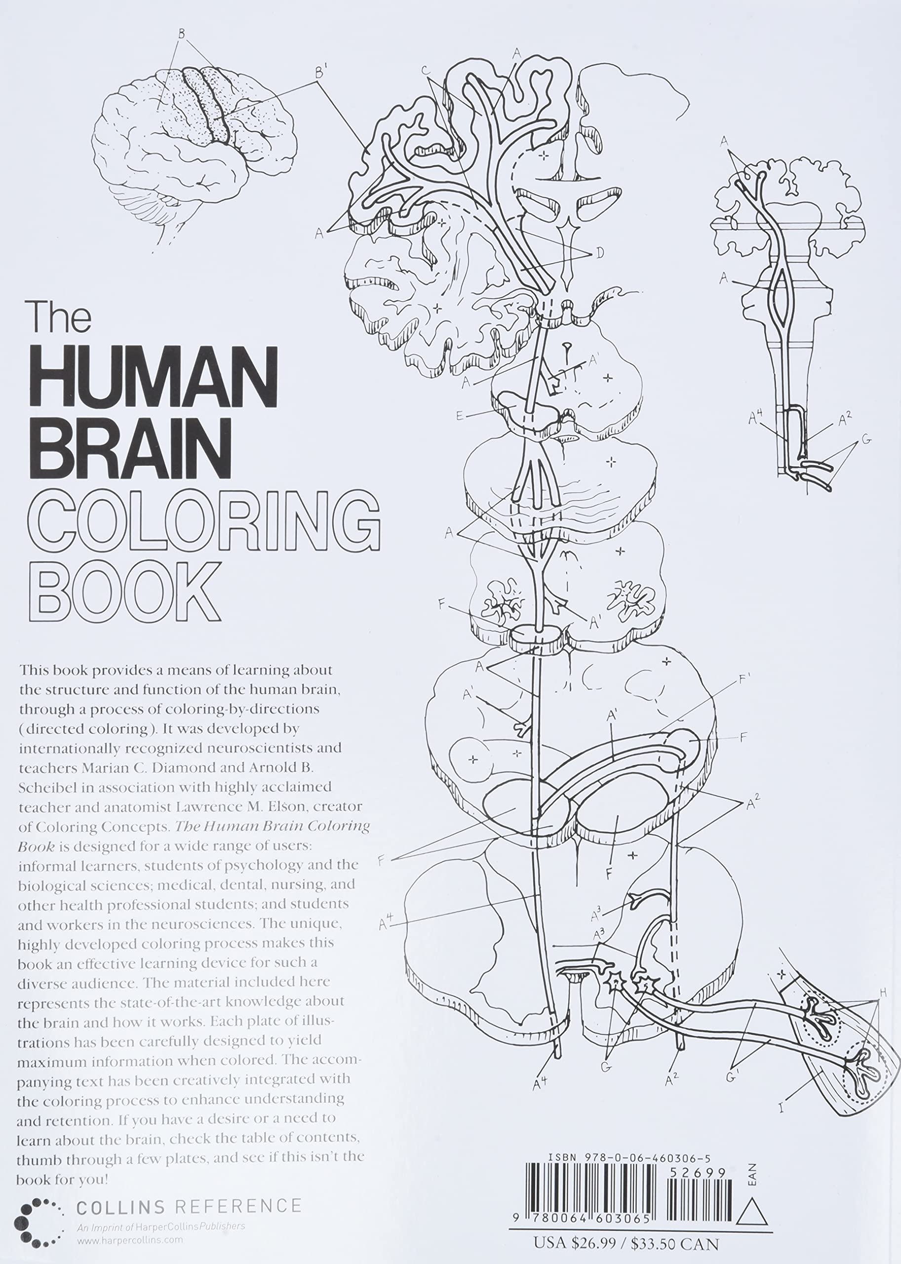 The Human Brain Coloring Book: Educational Neuroanatomy Coloring Guide for Students & Adults | Perfect for Study, Relaxation & Brain Science Enthusiasts