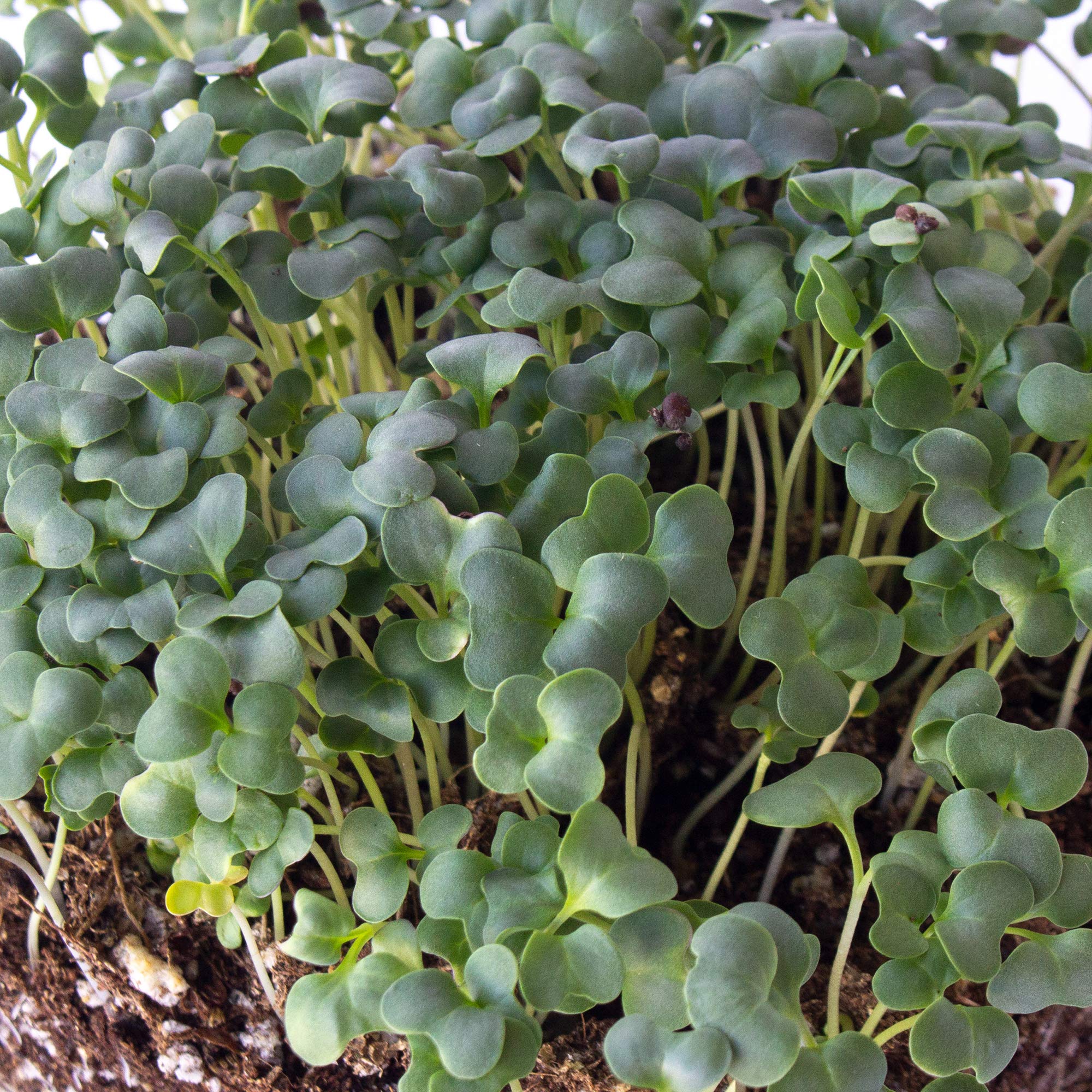 Ramoso Santana Sprouting Broccoli Seeds - 1 Oz ~9000 Seeds - Non-GMO, Open Pollinated - Vegetable Garden, Sprouts & Microgreens Seeds - Perfect for Home Gardening, Organic Farming & Healthy Eating