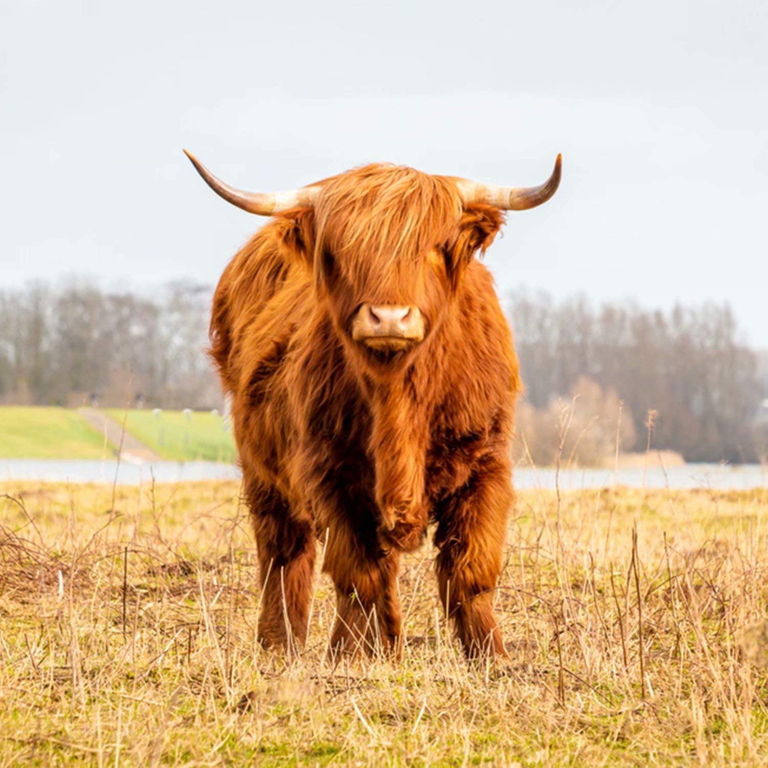 Premium Scottish Highlander Brown Wild Cow Print Ultra Soft Microfiber 3-Piece King Size Bedding Set - 1 Duvet Cover + 2 Pillow Shams | Lightweight & Breathable Quilt Cover for Cozy Bedroom Decor - Perfect for Men & Women's Master Bedroom or Guest Room