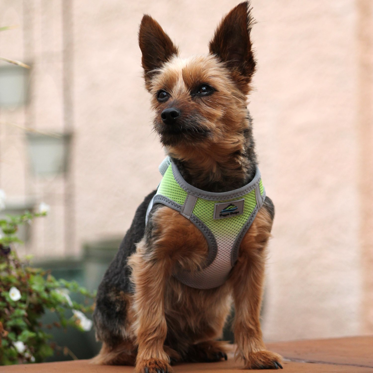 American River Dog Harness Ombre Collection - Limestone Gray XXS | No-Pull Pet Vest for Small Dogs | Perfect for Hiking, Walking & Outdoor Adventures
