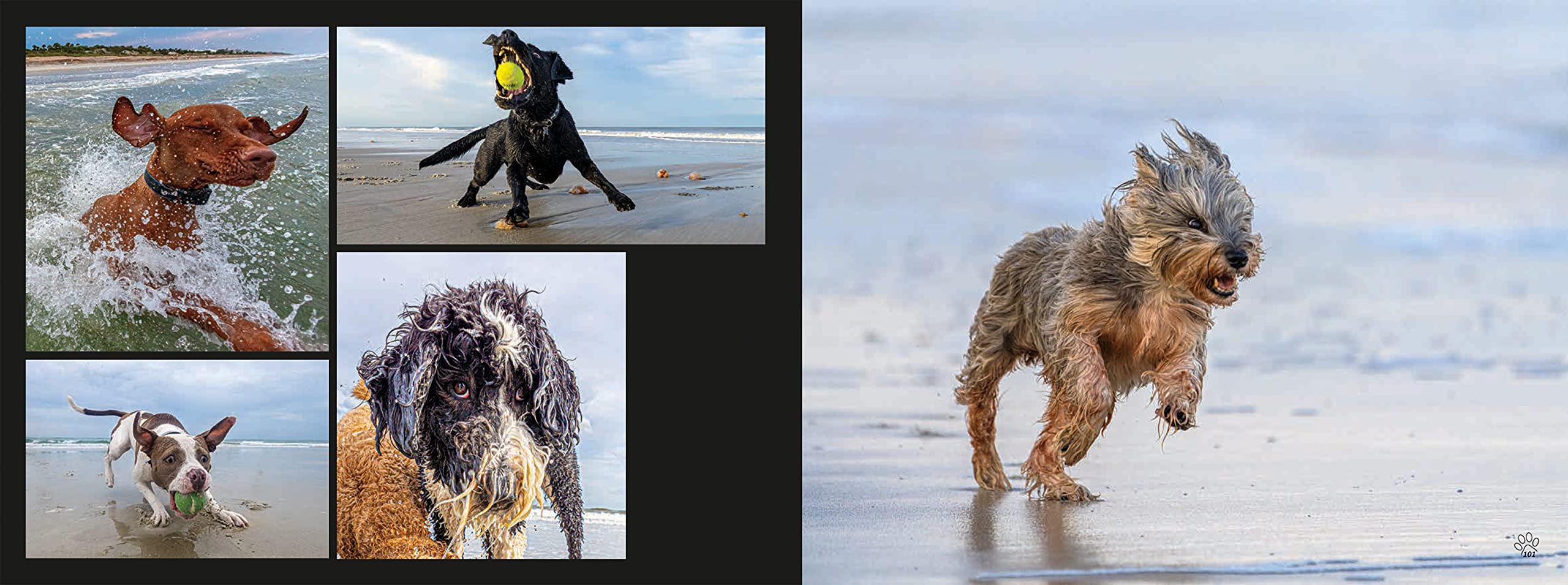 BEACH DOGS: Stunning Coffee Table Photography Book for Dog Lovers - Perfect Gift for Pet Owners & Beach Enthusiasts | Home Decor & Conversation Starter