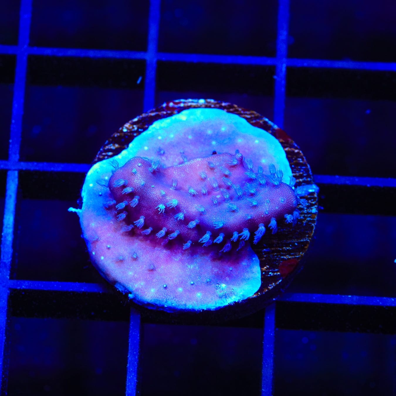 Blue Ridge Coral - Premium Aquarium Coral for Saltwater Reef Tanks | Perfect for Marine Fish Tanks & Coral Reef Displays