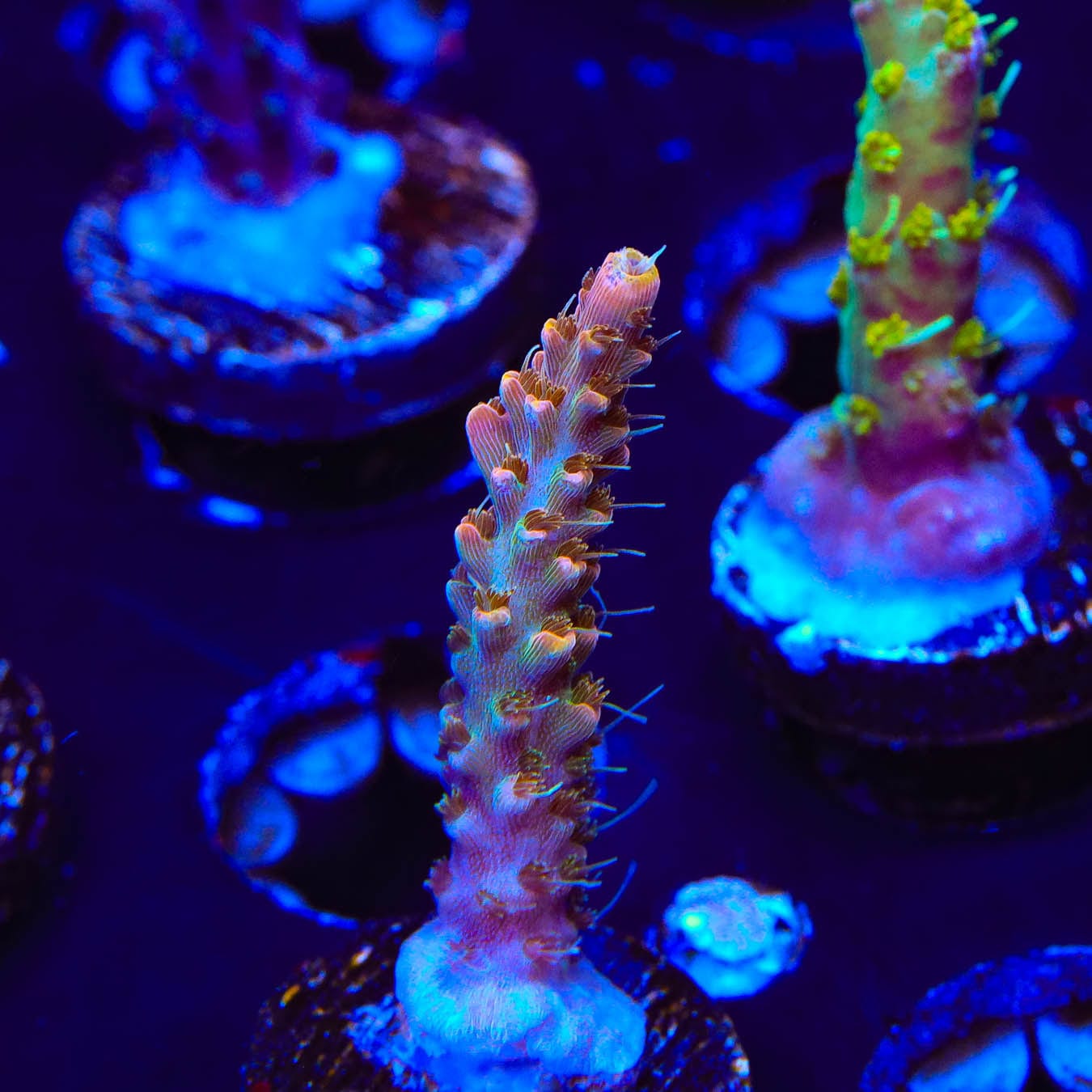 Premium CC Voodoo Majick Acropora Coral for Saltwater Aquariums - Vibrant Live Coral for Reef Tanks & Marine Aquascaping