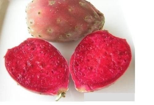 20 Red Cactus Prickly Pear Seeds (Opuntia Ficus-Indica) - Indian Fig Sabras Fruit for Planting, Gardening, and Home Decor