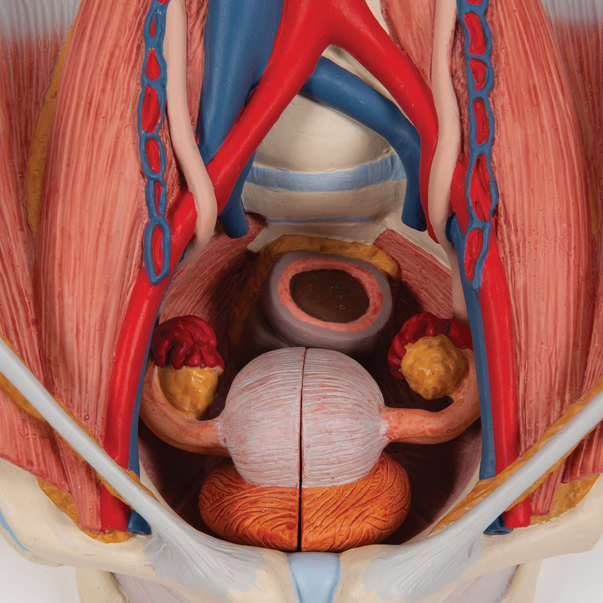Dual Gender Urinary System Model - 6-Part Anatomical Demonstration Kit for Medical Education & Training | Perfect for Classroom, Lab & Healthcare Professional Use