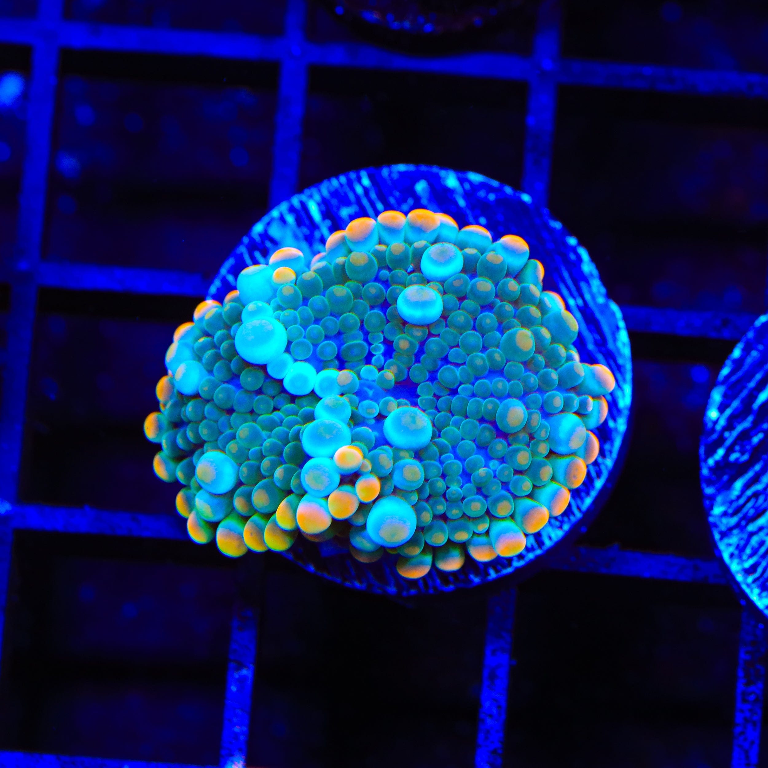 Premium Bubbly Cream Soda Yuma Mushroom Coral for Saltwater Aquariums - Vibrant Reef Tank Decoration & Marine Life Habitat