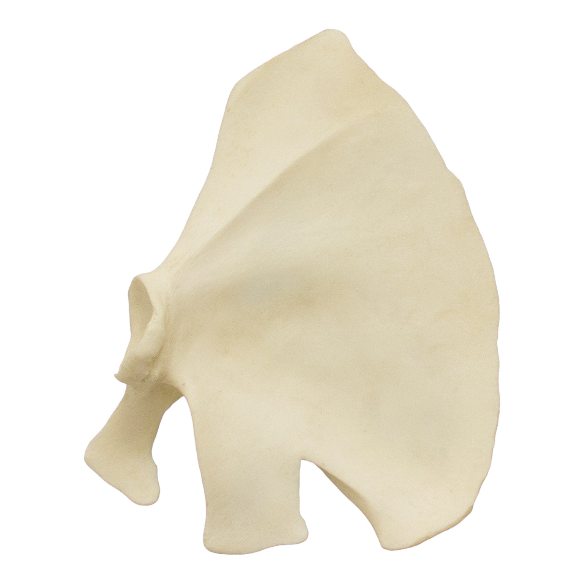 Realistic Replica Bottlenose Dolphin Pectoral Fin - High-Quality Marine Animal Model for Education, Display & Collection | Perfect for Aquariums, Classrooms & Ocean-Themed Decor