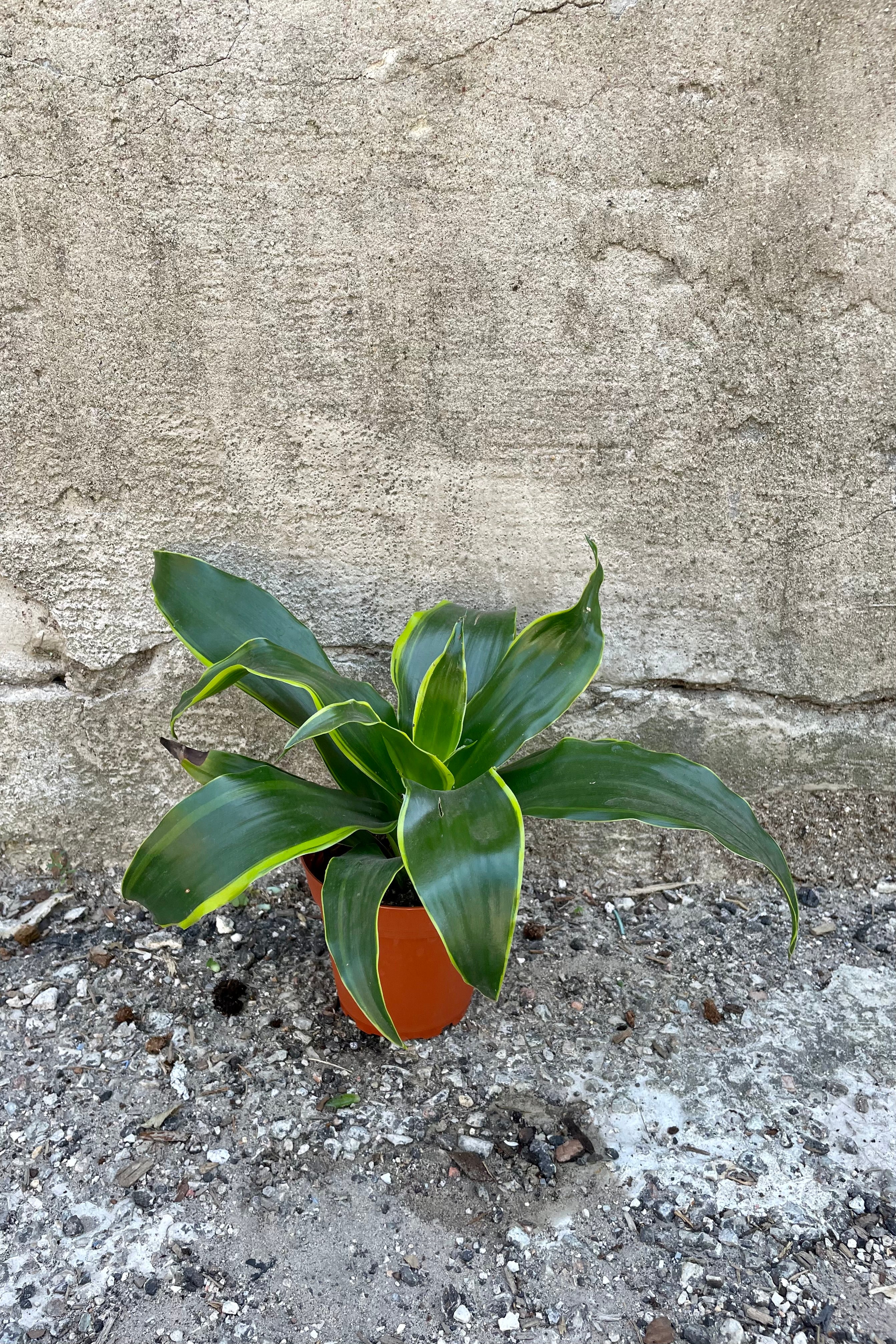 Dracaena deremensis 'Dorado' 4