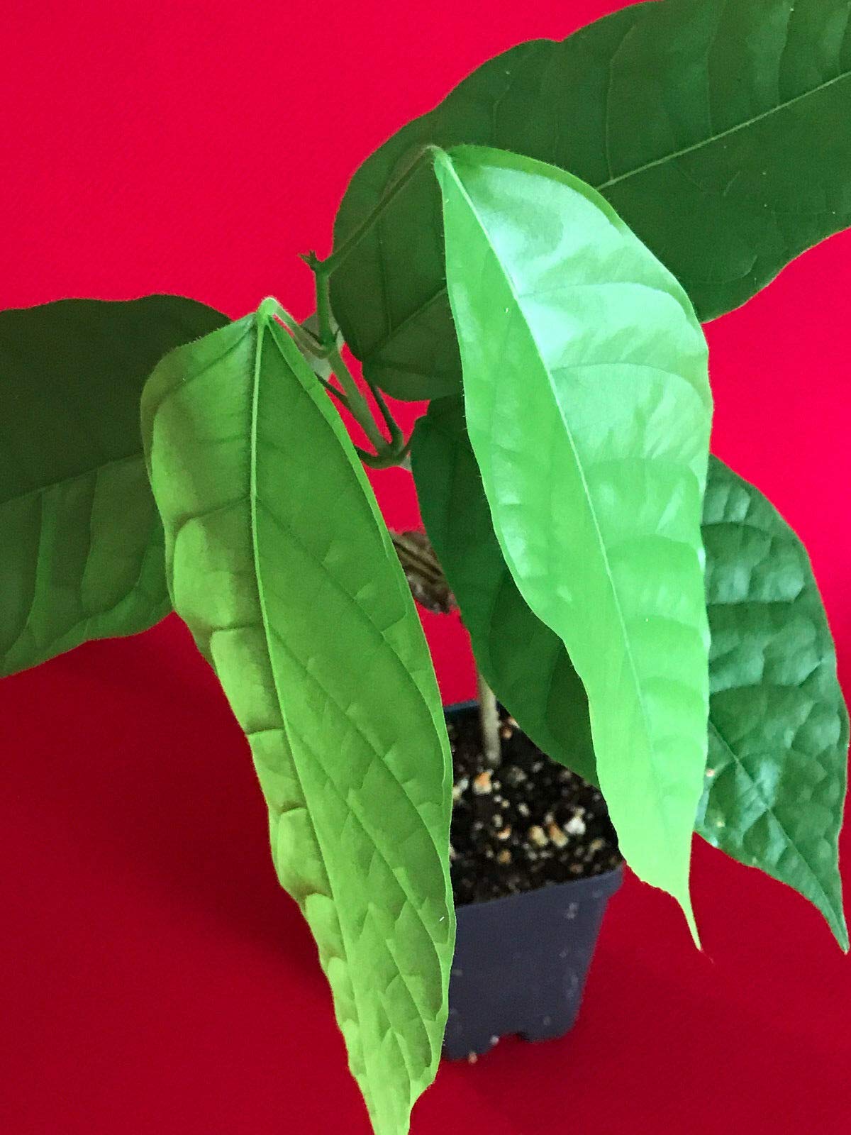 TRINITARIO Theobroma Cacao Cocoa Chocolate Fruit Tree - Live Potted Plant with Red Pods (Medium Size) | Perfect for Home Gardening, Tropical Landscaping & DIY Chocolate Making