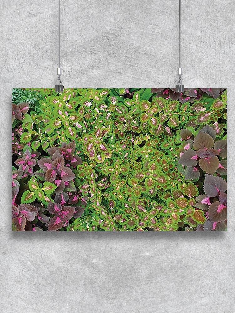 Vibrant Coleus Plant Collage Poster - Colorful Foliage Wall Art Decor for Home, Office & Garden Lovers | Perfect for Living Room, Bedroom & Indoor Plant Displays