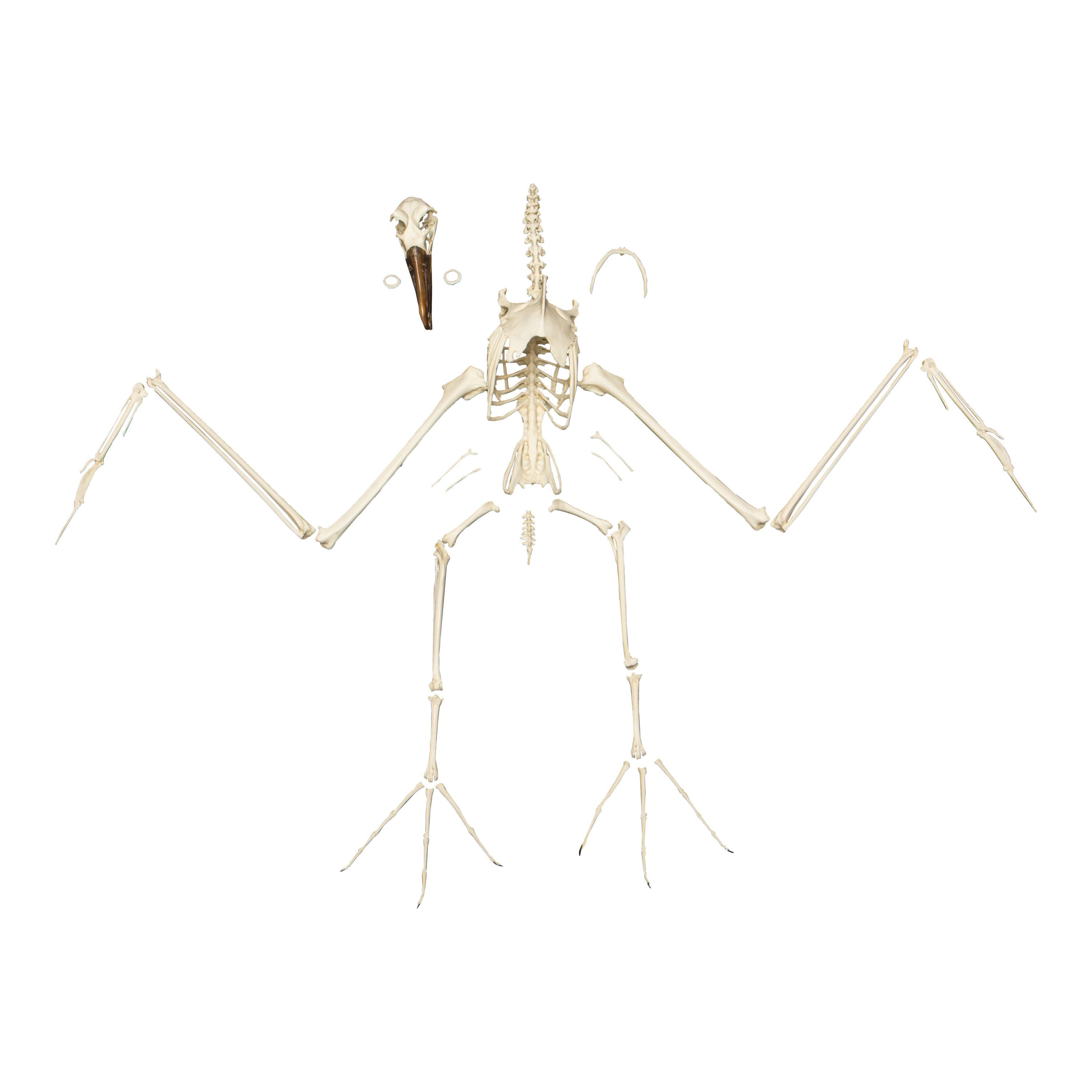 Authentic Replica Black-Footed Albatross Skeleton Model - Lifelike Bird Bone Structure for Science Education, Museum Display & Home Decor