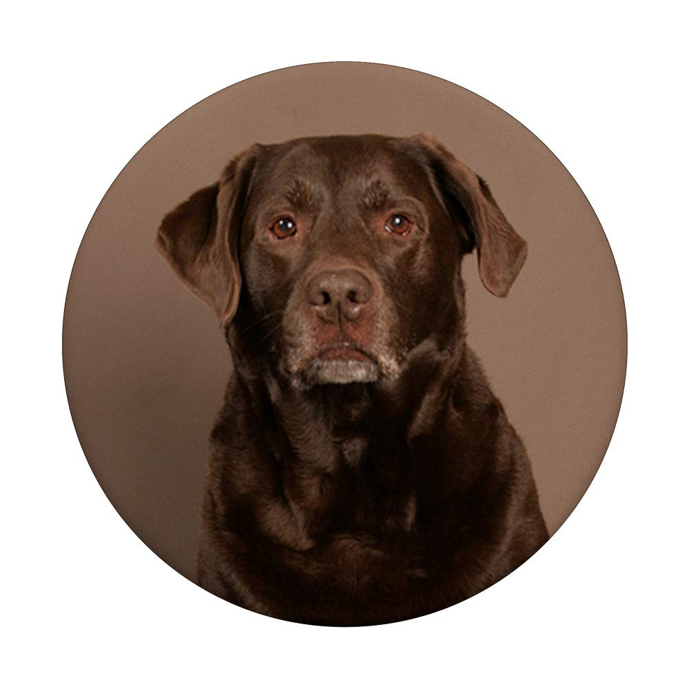 Chocolate Labrador Retriever PopSockets PopGrip - Swappable Phone Grip for iPhone, Samsung & Tablets | Cute Dog Lover Accessory for Pet Owners, Gifts for Dog Lovers