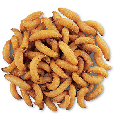 WaxSnax Roasted Waxworms - 2.8 oz Premium Dried Insect Protein for Reptiles, Birds & Fishing Bait | High-Nutrition Pet Food & Outdoor Adventure Snack