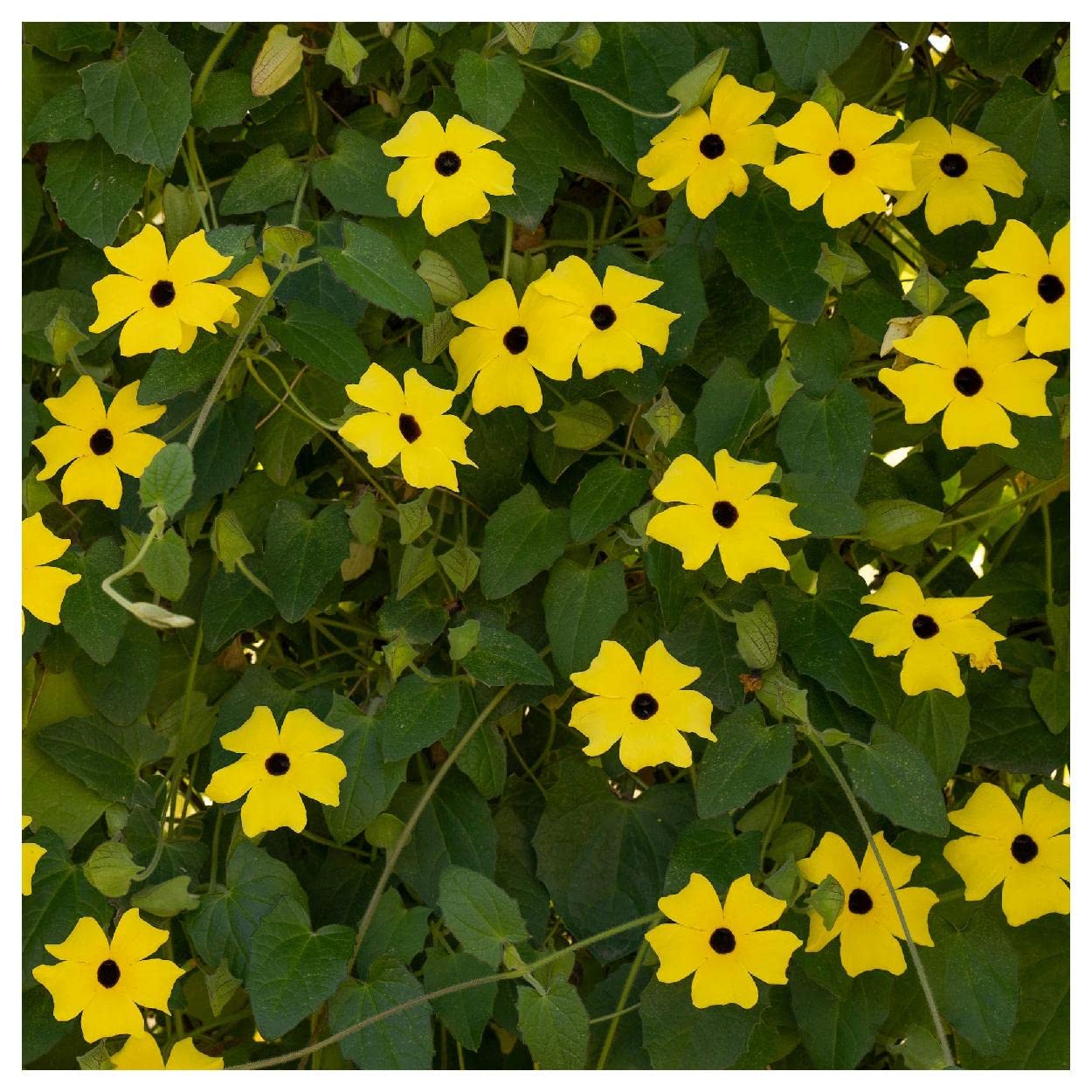 Everwilde Farms - 1 Oz Black-Eyed Susan Vine Wildflower Seeds (Thunbergia Alata) - Premium Gold Vault Packaging - Perfect for Garden Borders, Trellises & Butterfly Gardens