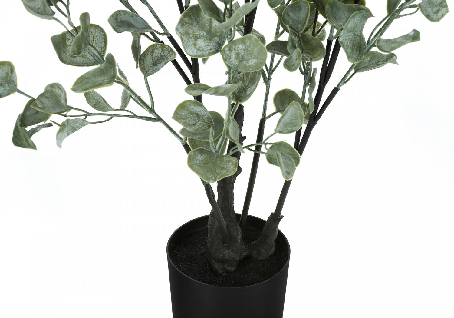 35 Eucalyptus Plant with 5 Black Pots - Fresh Green Indoor/Outdoor Decor for Home, Office, and Garden