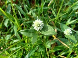 UGANIO PLANT Bhringraj Plant (Eclipta Alba) - Natural Ayurvedic Herb for Hair Growth & Skin Care | Perfect for Home Garden, Herbal Remedies & Ayurvedic Treatments