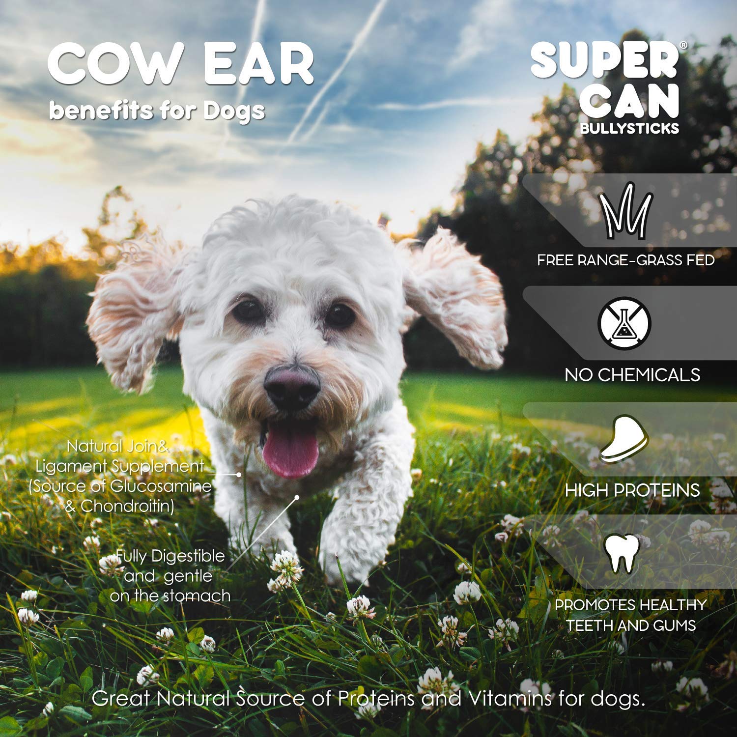 Premium 50-Pack Natural Bully Sticks & Whole Cow Ears Dog Chews - All-Natural Angus Beef Treats for Large Dogs - High Protein, Easily Digestible Dental Snacks - Made in USA - Perfect for Training Rewards & Teeth Cleaning