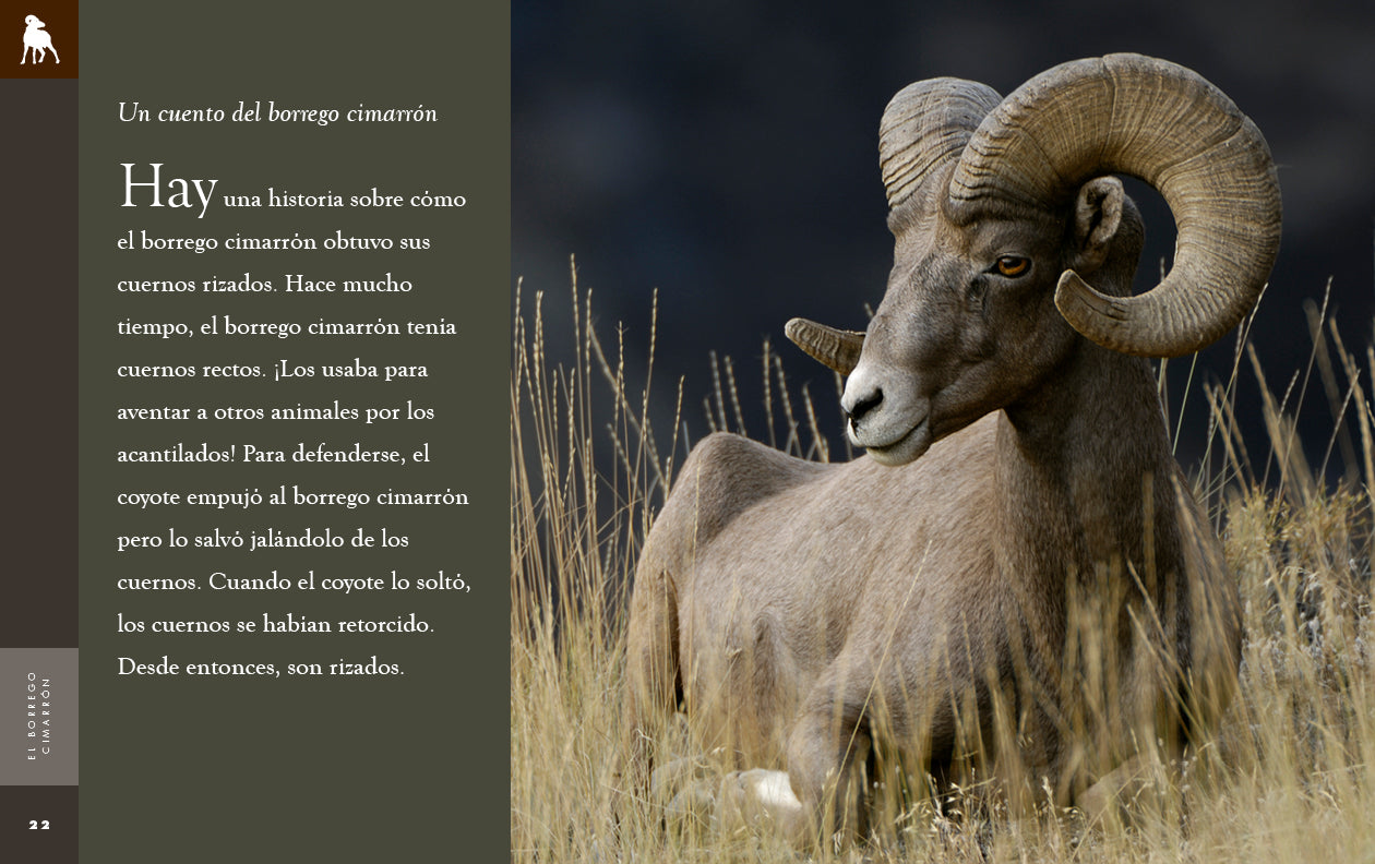 El Borrego Cimarrón - Premium Bighorn Sheep Hunting Gear & Outdoor Equipment for Adventurers | Perfect for Mountain Expeditions and Wildlife Photography