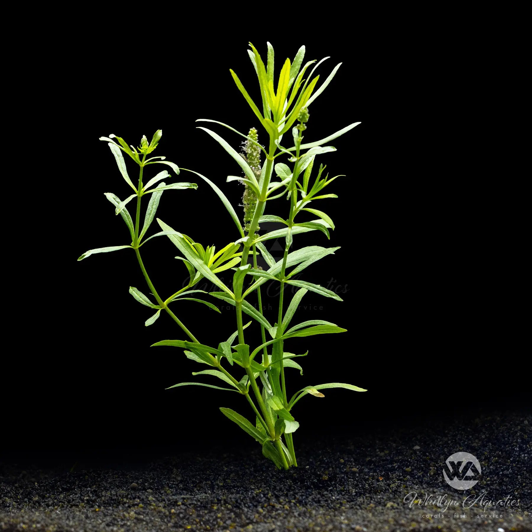 Pogostemon Stellatus Eustralis Aquatic Plant - Live Freshwater Aquarium Plant for Fish Tanks, Ponds & Aquascaping
