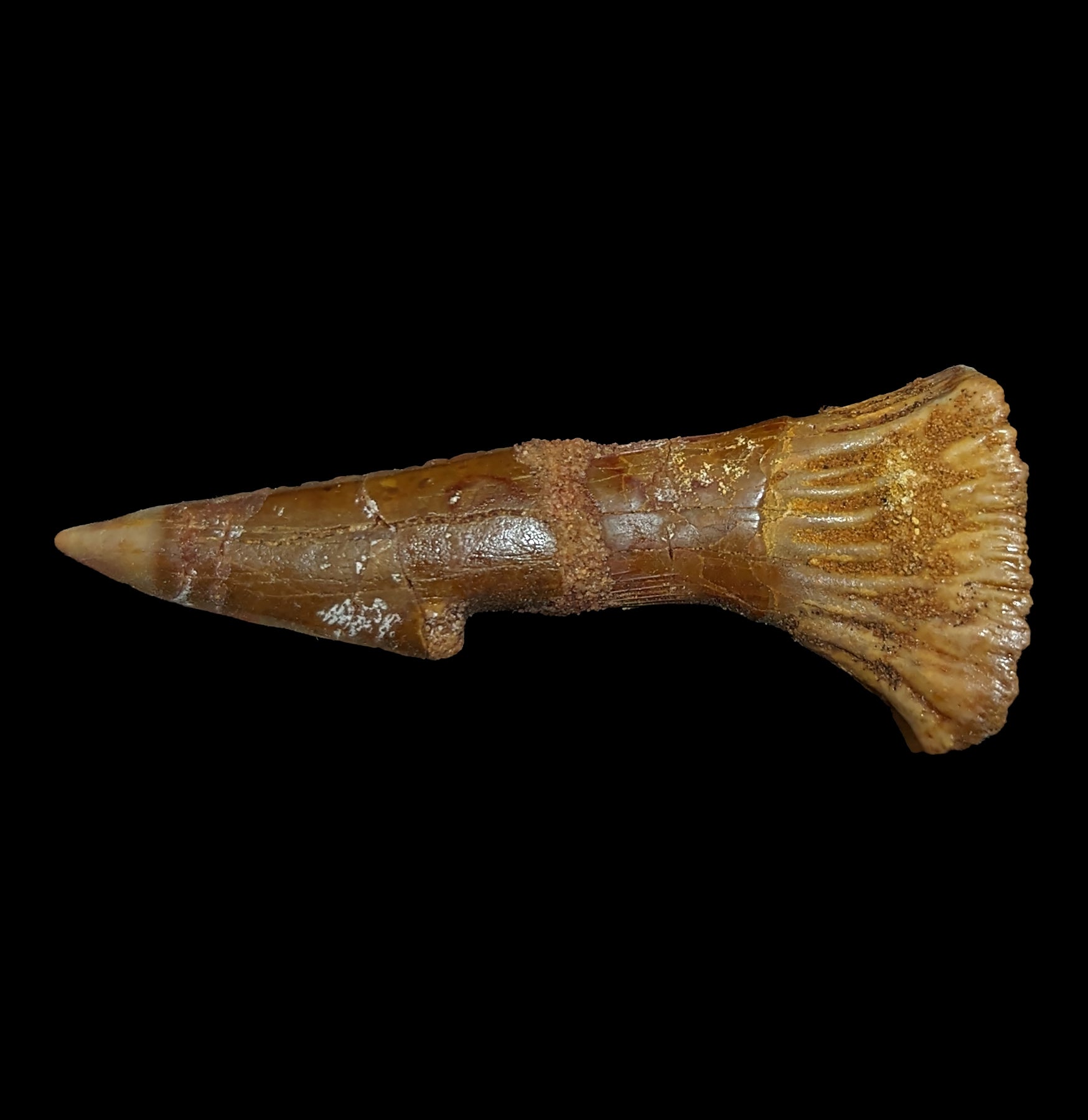 Authentic Fossilized Sawfish Rostrum Barb - Rare Prehistoric Shark Tooth Relic for Collectors & Decor - Perfect for Home Display, Museum Exhibits & Paleontology Enthusiasts
