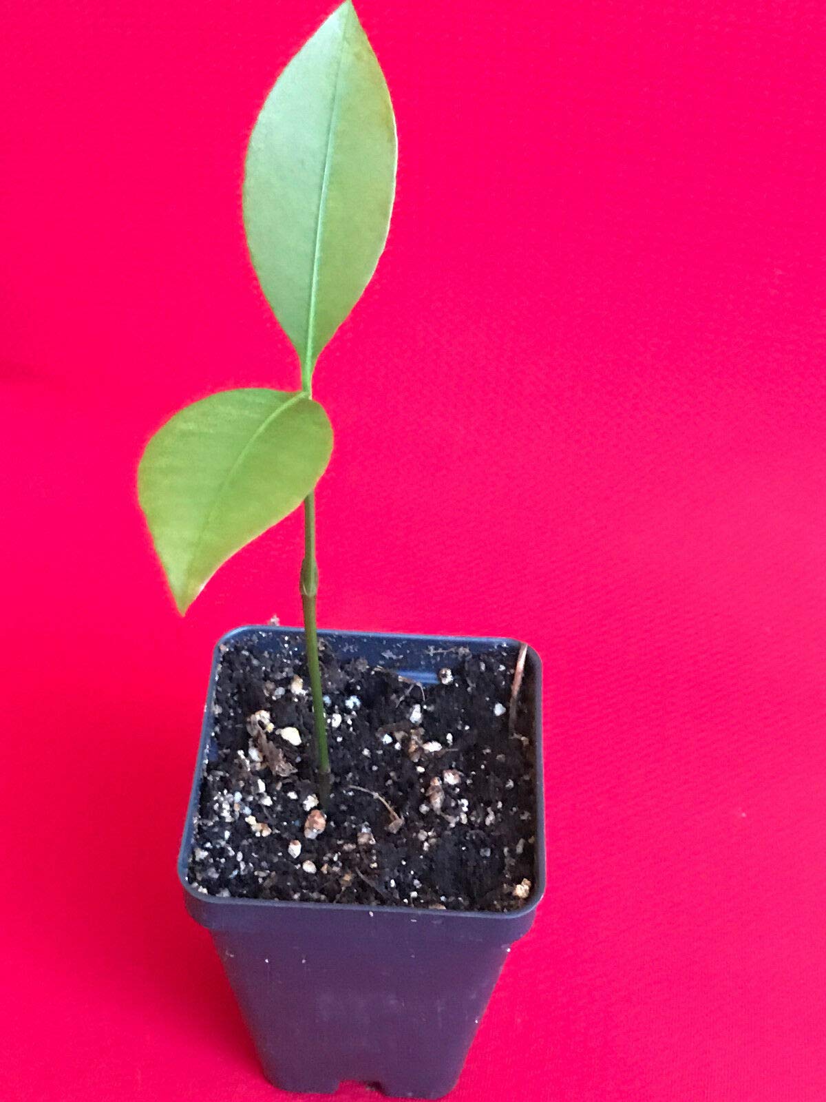 Lemon Drop Mangosteen Garcinia Intermedia Yellow Tropical Fruit Tree Plant - Rare Exotic Fruit Tree for Home Garden & Landscaping - Perfect for Tropical Climate Gardens, Backyard Orchards, and Fresh Fruit Lovers