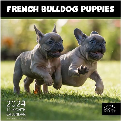 02 - French Bulldog Puppies