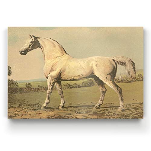 Thoroughbred (2)