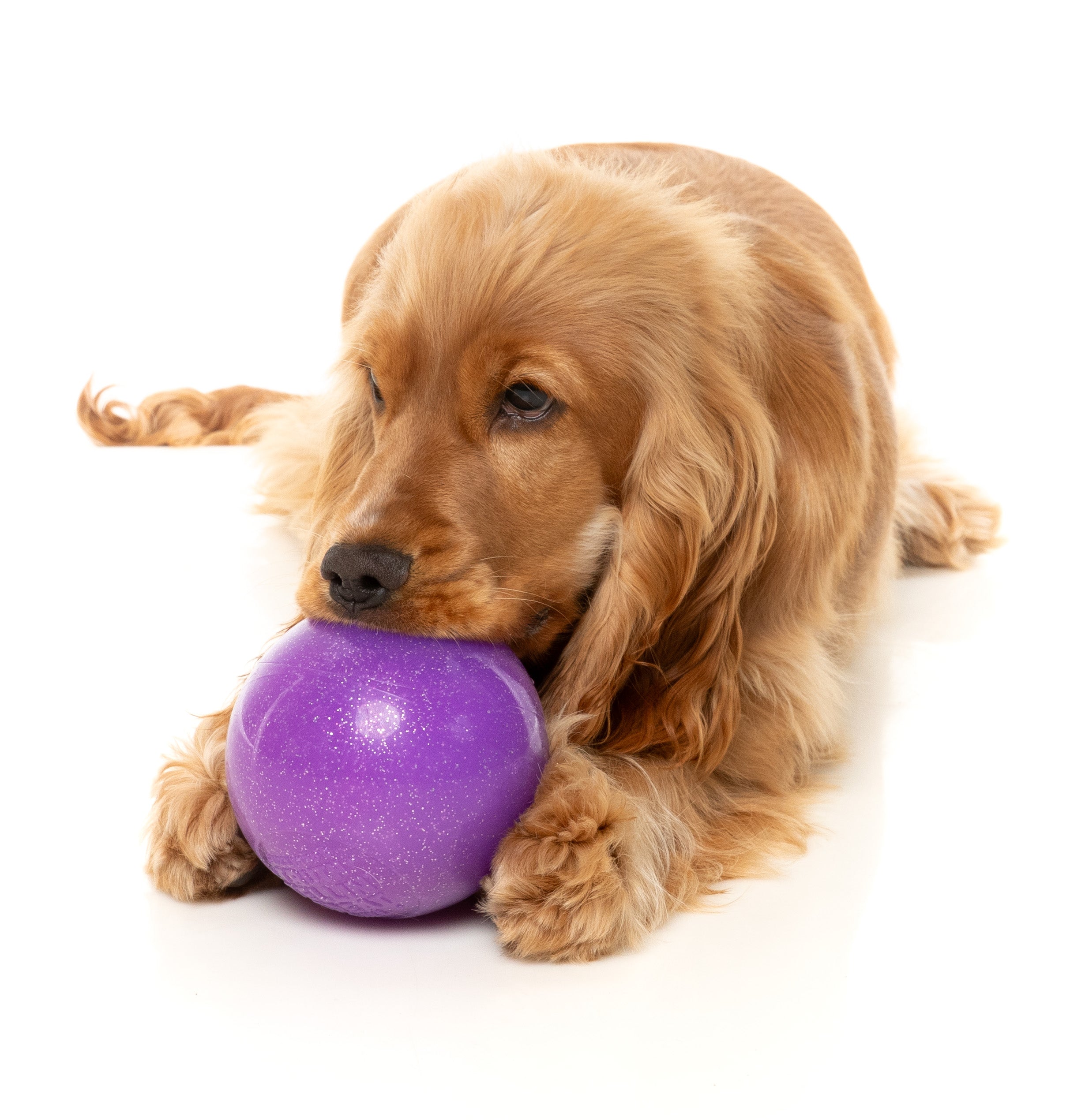 Fuzzyard Interactive Dog Chew Toy with Treat Dispenser - Truth Tellin' Treat Ball for Puppy Training & Mental Stimulation - Perfect for Boredom Relief & Playtime Fun