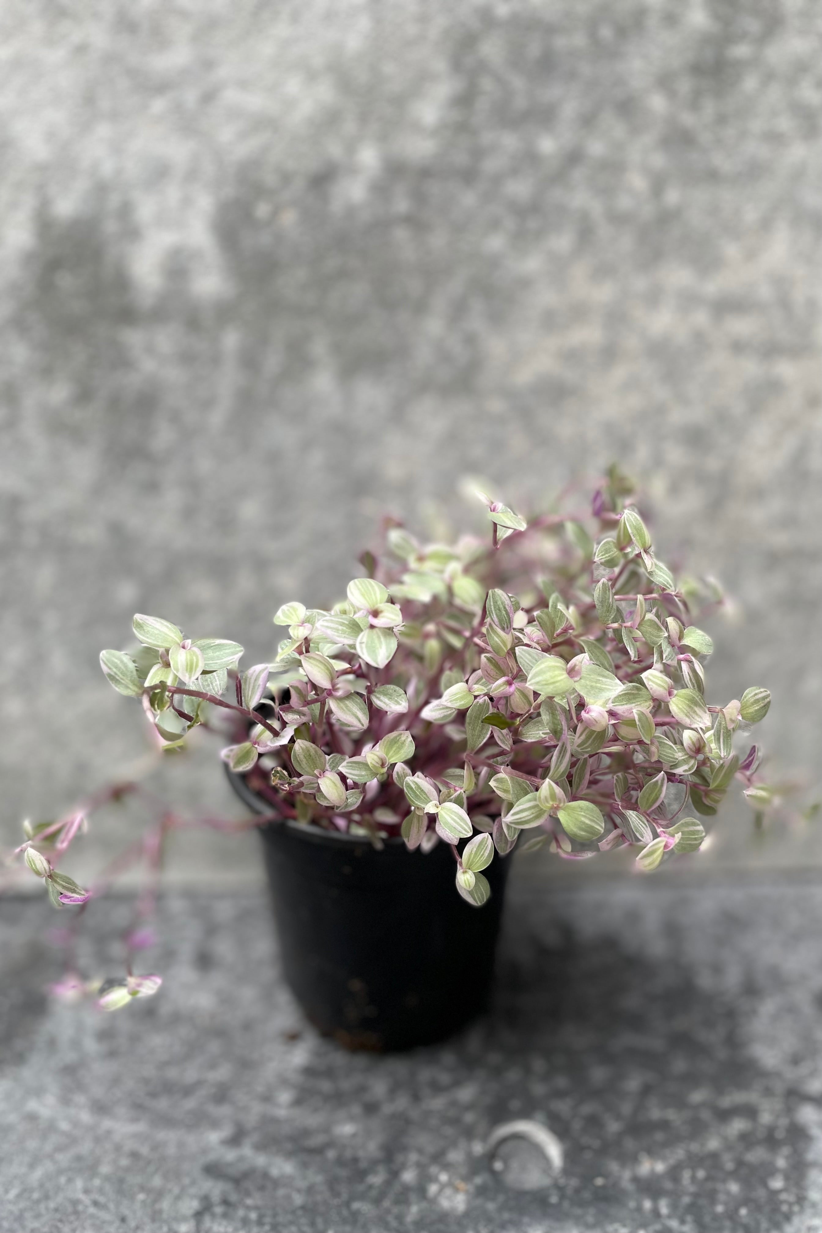Callisia Repens 'Pink Panther' - 4 Inch Live Plant for Home & Office Decor | Easy Care Indoor Hanging Basket or Terrarium Plant