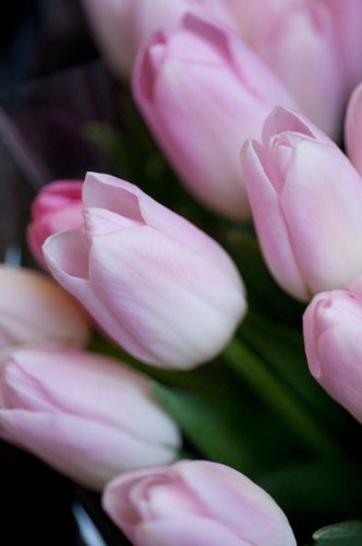 Soft Pink Tulips Floral Wall Art - Set of 2 Pastel Pink Tulip Photograph Prints (11x14 Inches) for Home Decor, Living Room, Bedroom & Office