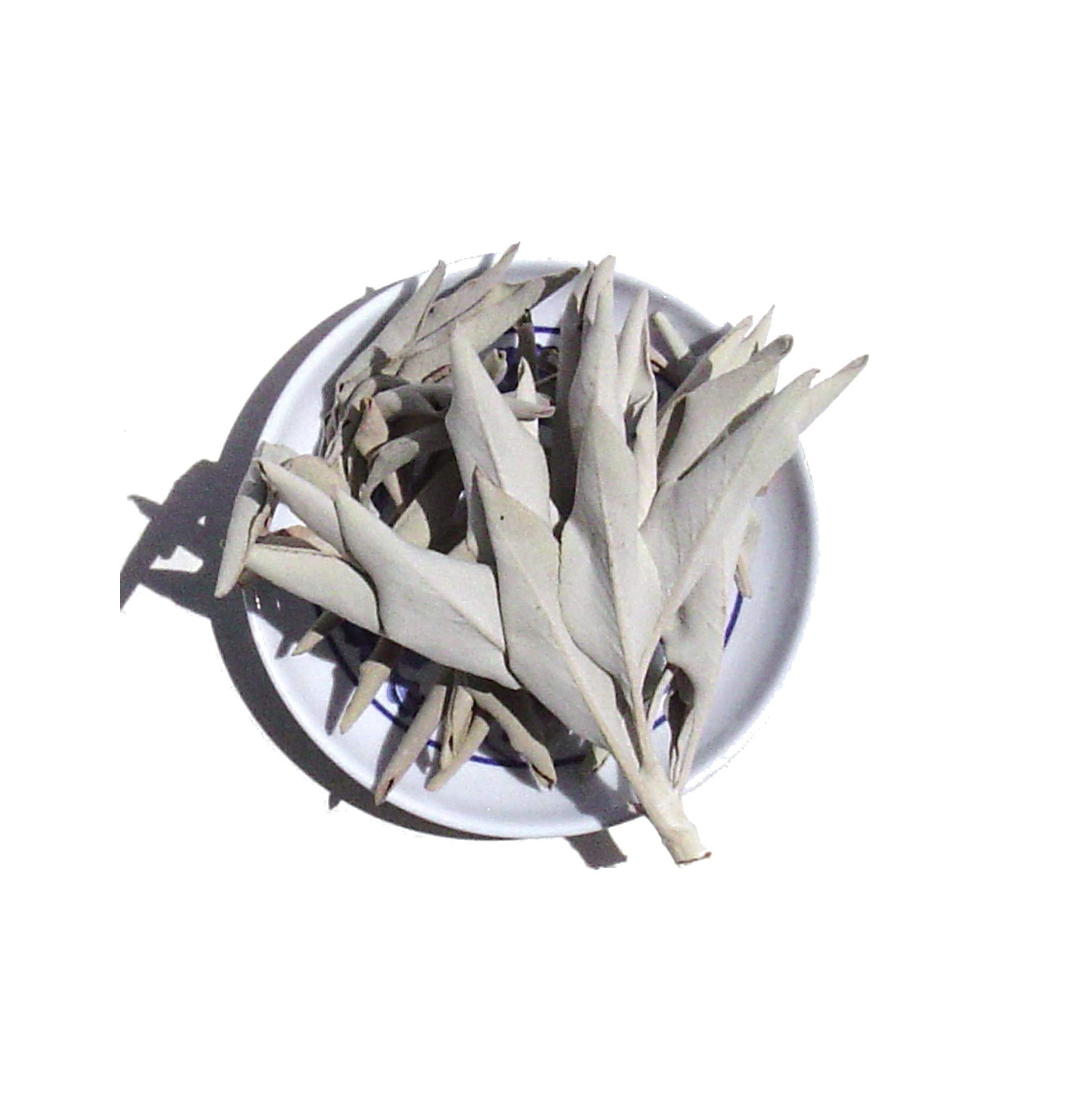 1 Pound White Sage Loose Clusters for Smudging & Cleansing | Natural Spiritual Ceremony, Meditation & Home Purification | CircuitOffice Premium Smudge Sticks