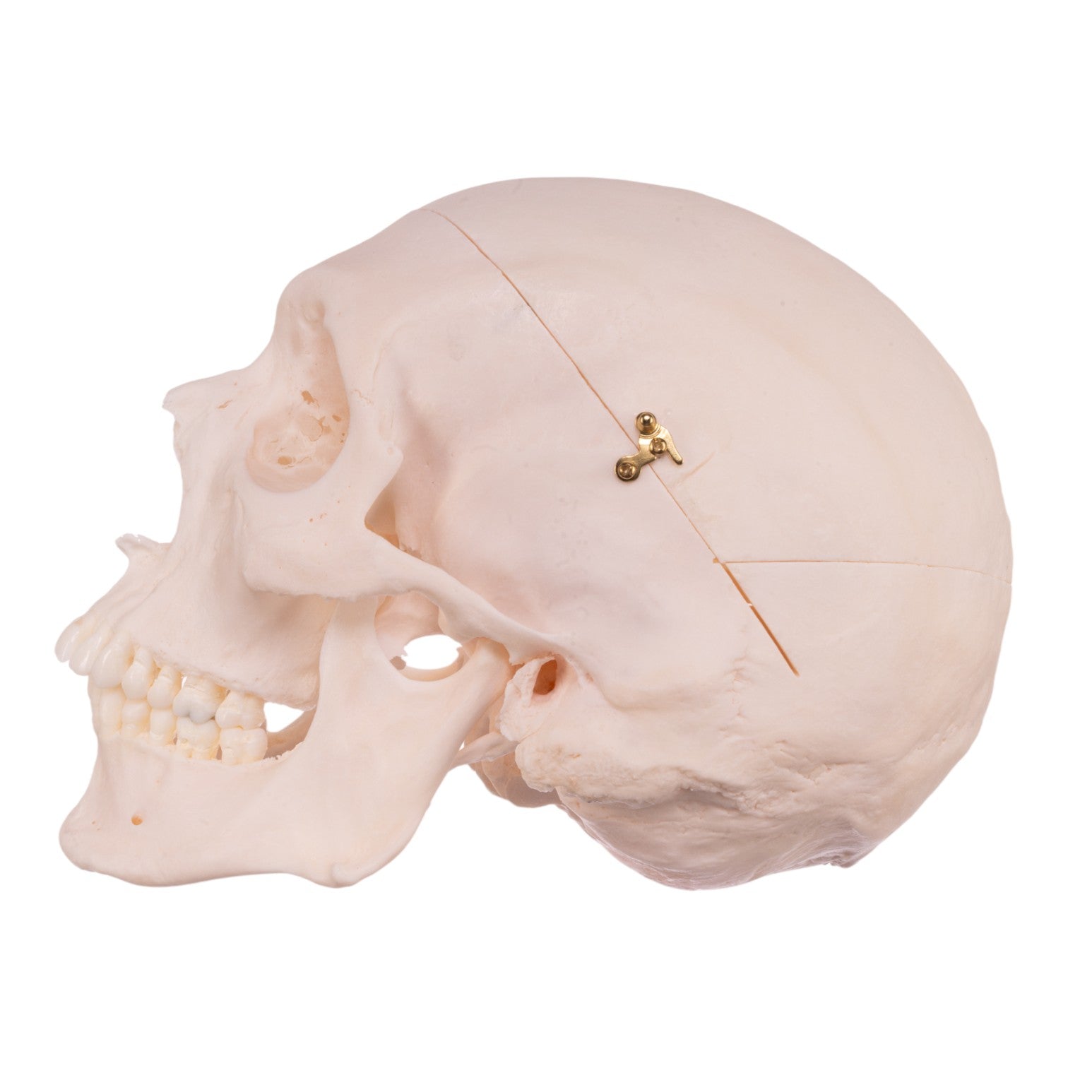Premium Anatomical Human Skull Model - Accurate Medical & Educational Replica for Students, Doctors & Collectors - Perfect for Classroom Study, Medical Training & Halloween Decor