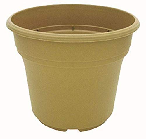 Sandstone