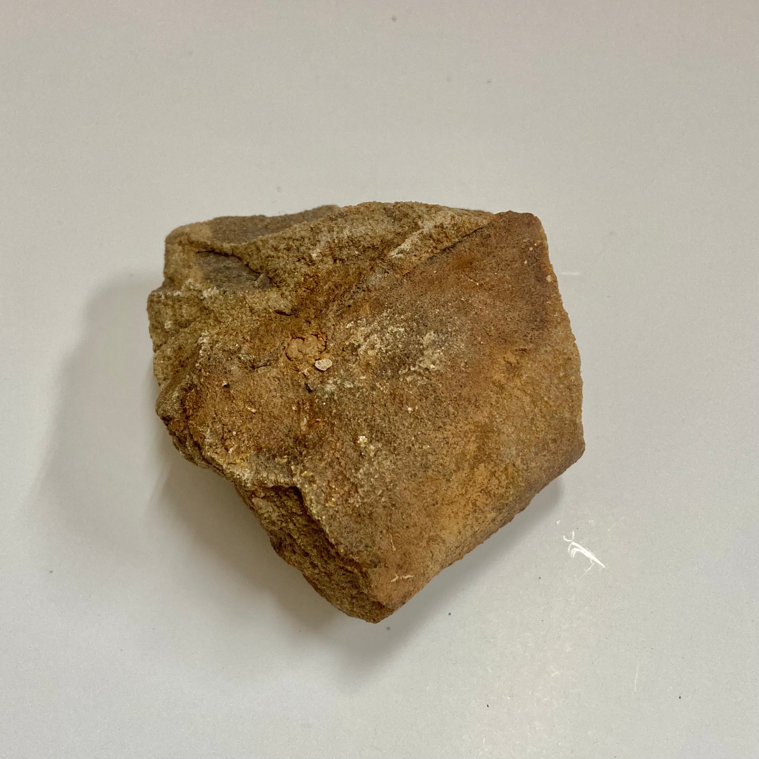 Trigonocarpus sp. Fossil Seeds for Sale - Rare Prehistoric Plant Seeds Collection - Perfect for Paleontology Enthusiasts, Educational Displays & Unique Home Decor