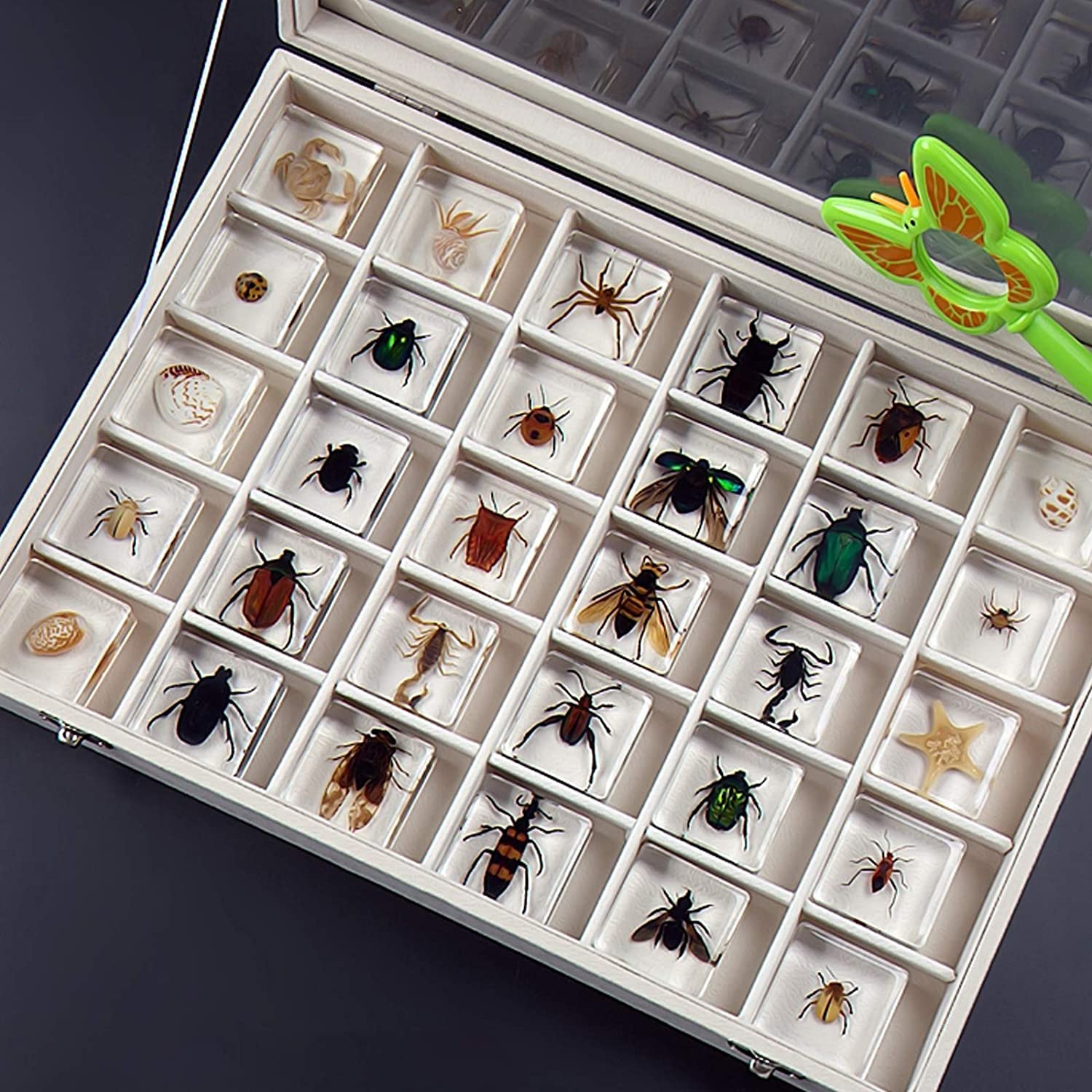 Premium Insect Specimen Collection Box - 30pcs Real Spider, Scorpion & Beetle Specimens for Science Education, Birthday Gifts & Home Decor (38x38x14cm) - Perfect for Kids Learning, Classroom Display & Nature Enthusiasts