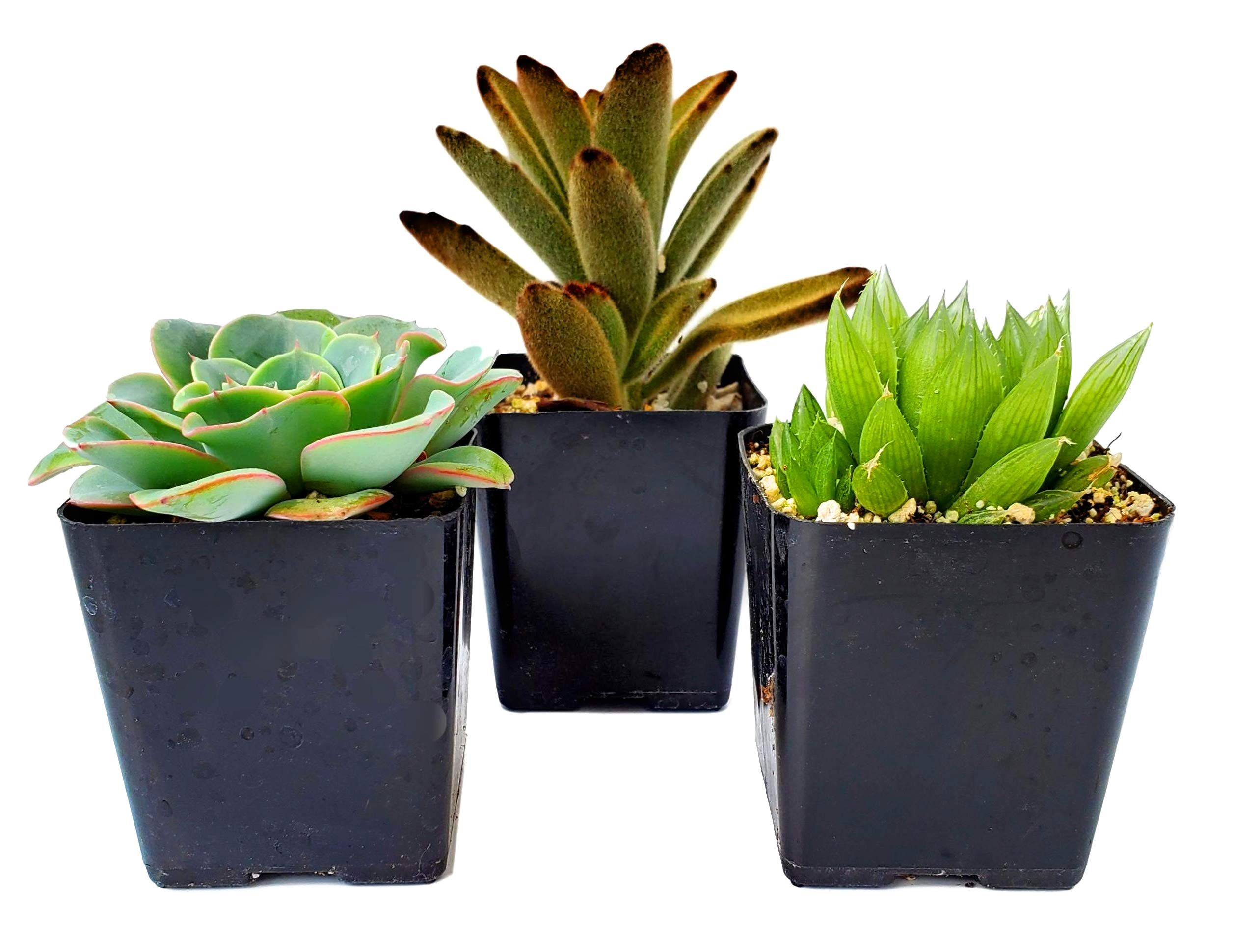 FATPLANTS Succulent Gift Box - 2