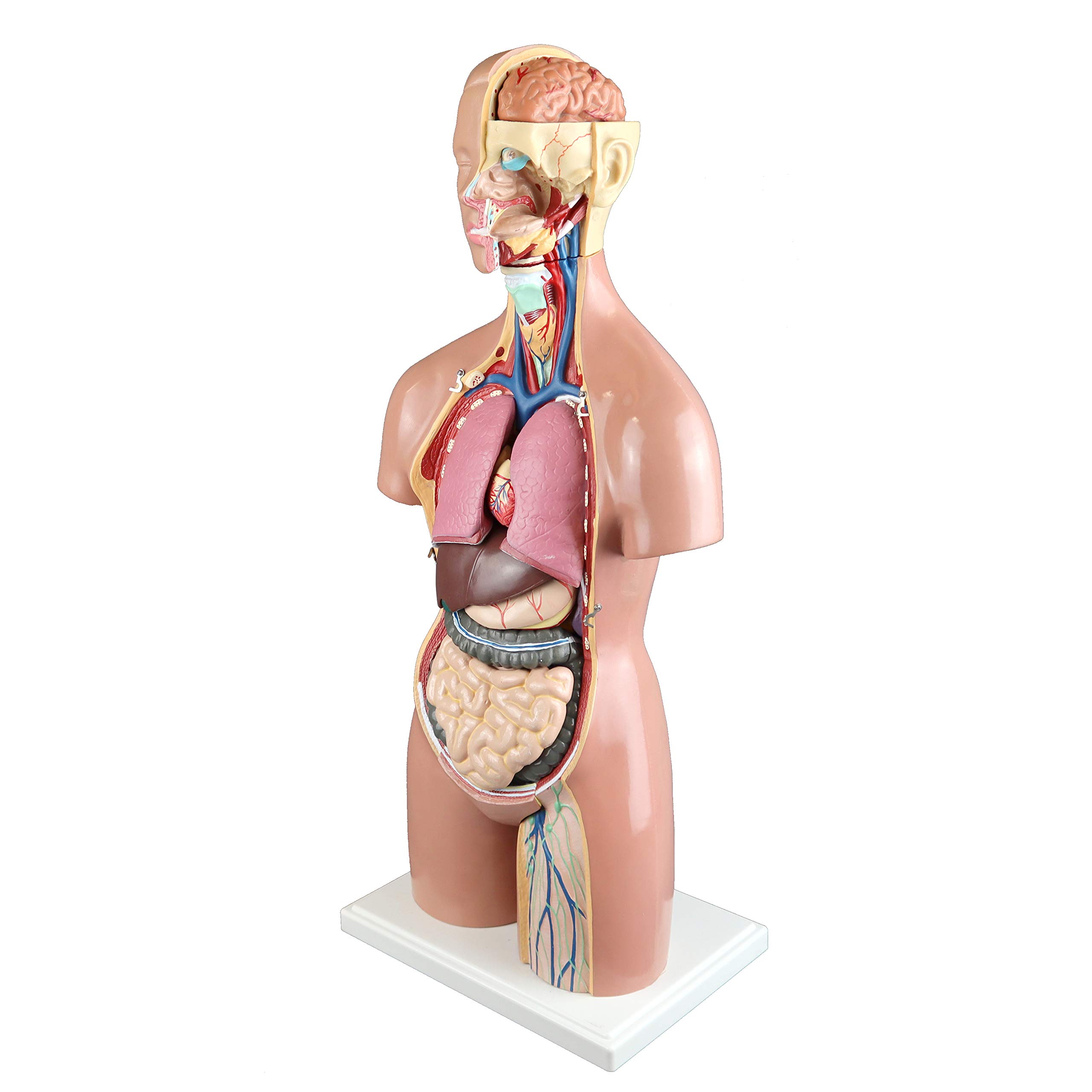 Parco Scientific PB00161 55cm 21-Part Dual-Sex Human Torso Model with Open Back - Detailed Anatomy of Muscles, Spine & Nerves for Medical Education & Study