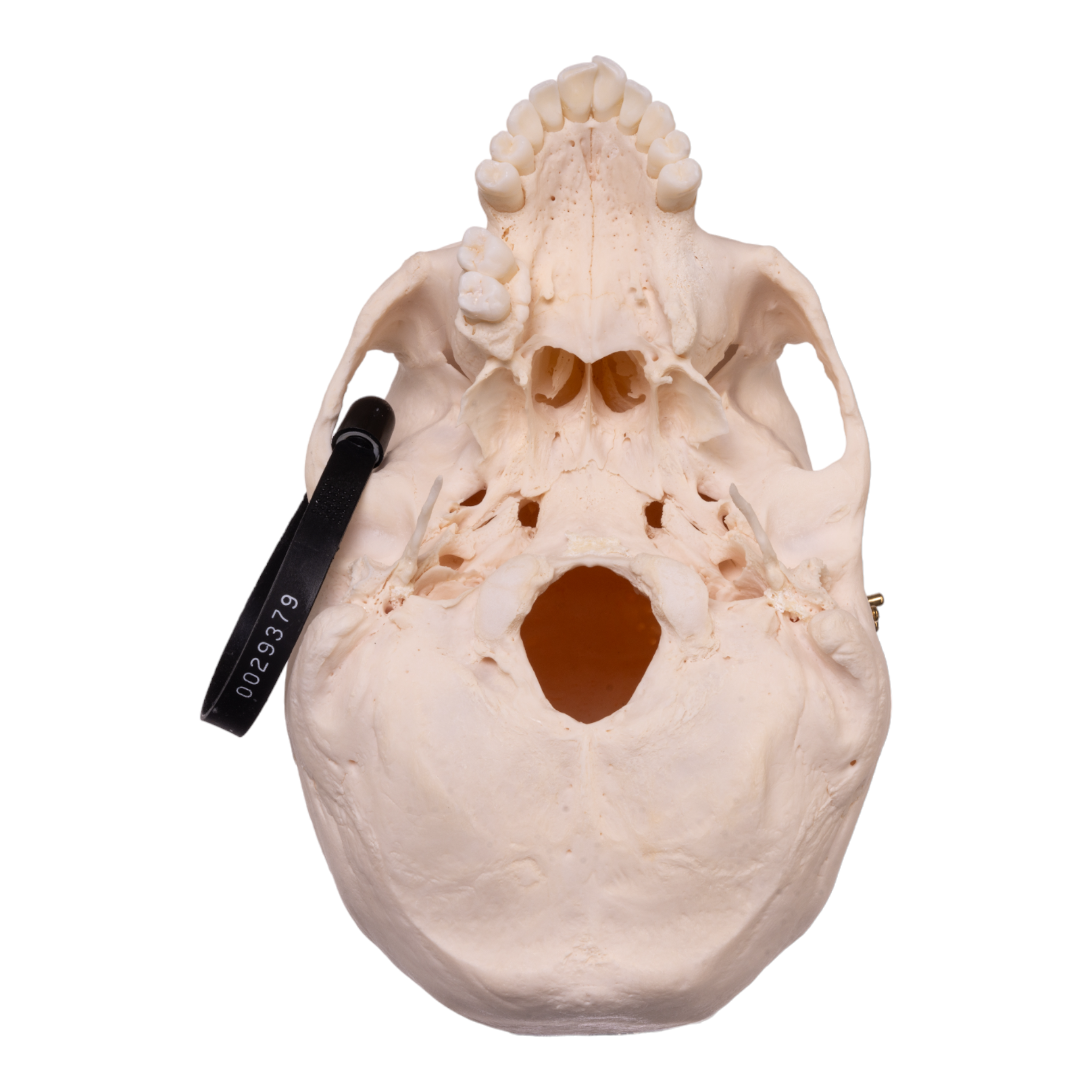 Premium Anatomical Human Skull Model - Medical Research, Student Study & Halloween Decor - Realistic Detailed Replica for Doctors, Teachers & Collectors