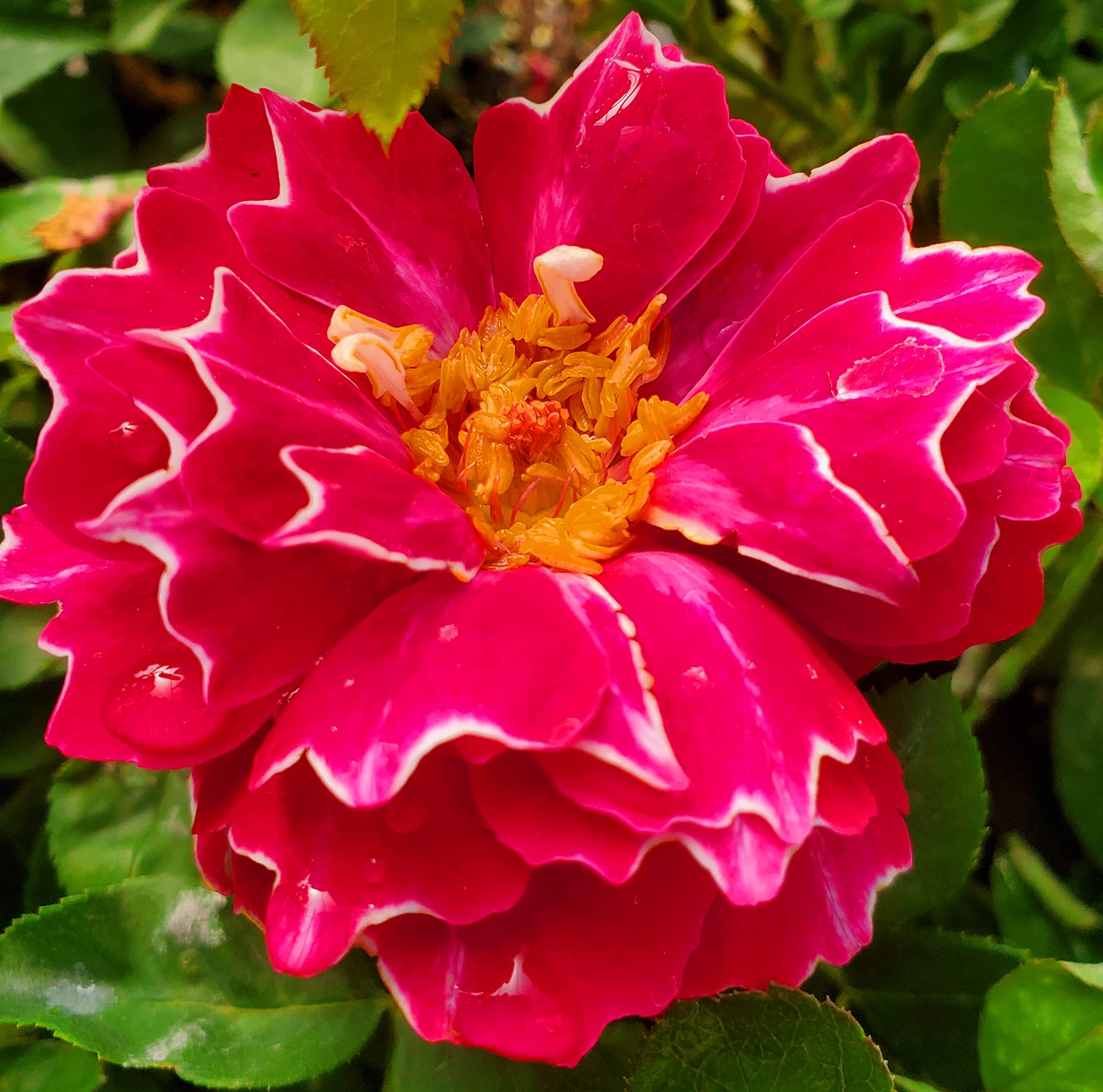 Baron Girod De L'Ain Live Rose Plant - 1 Gallon Ma Cherie Roses - Ready to Plant for Garden, Landscaping & Home Decor