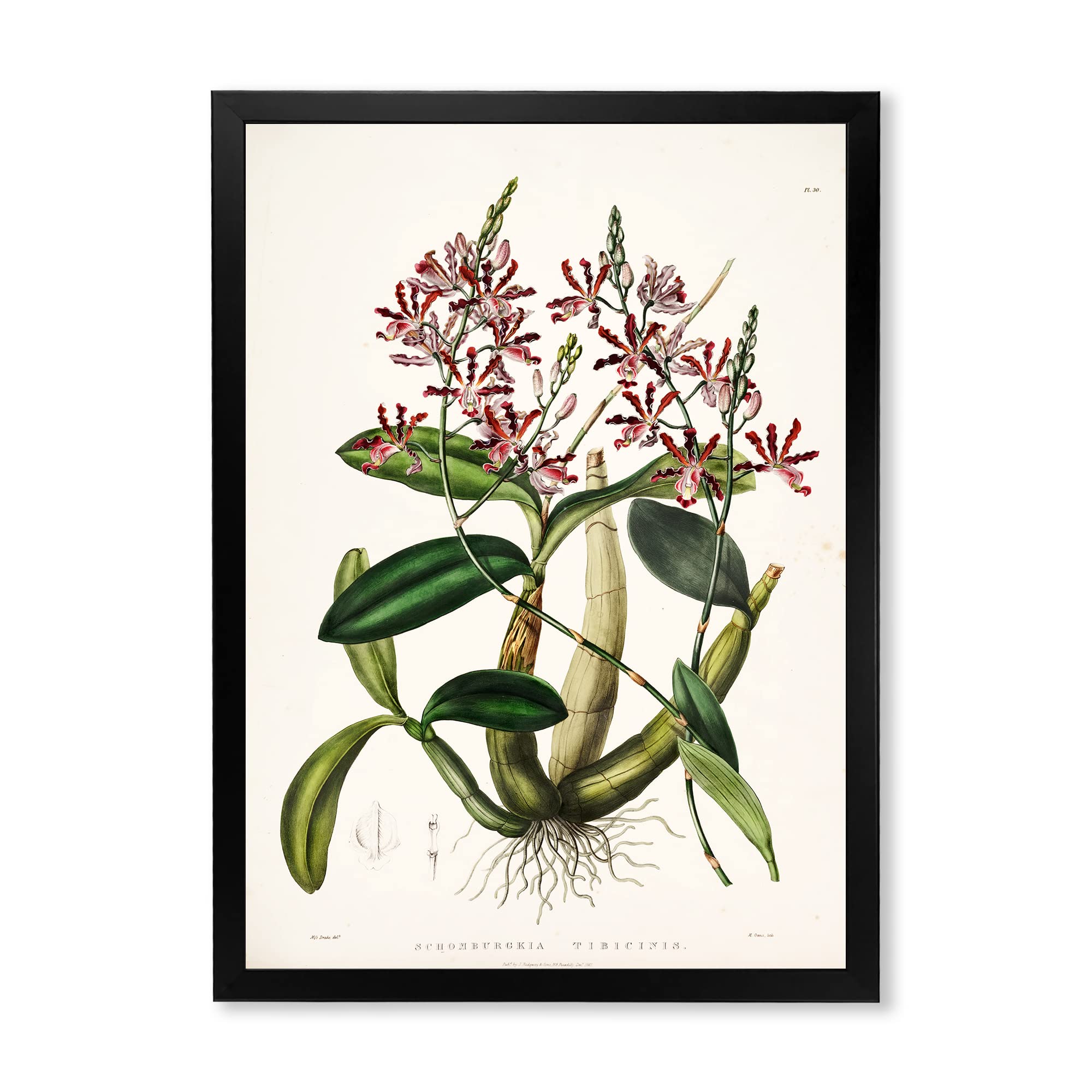 Vintage Plant Life VII Traditional Framed Wall Art - Botanical Home Decor for Living Room, Bedroom & Office - Perfect Gift for Nature Lovers