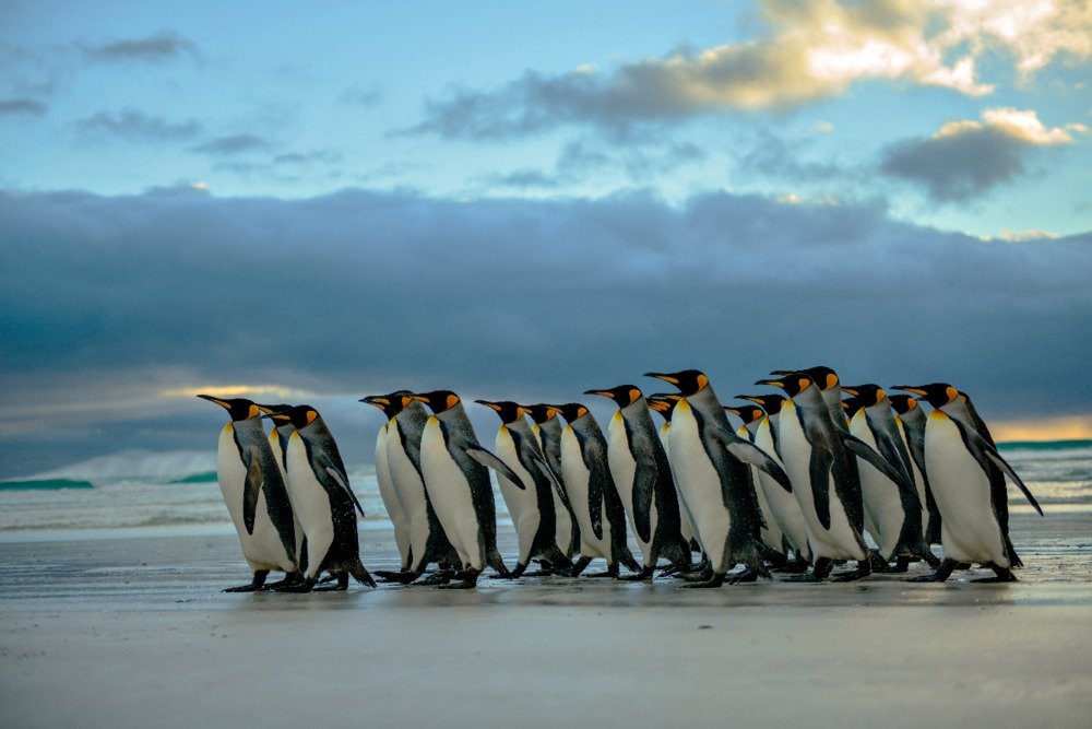 King Penguin Group on Beach 84624 - Signed 24x36 Art Print Poster, Wildlife Wall Decor for Living Room, Office & Nursery - Premium Master Art Print
