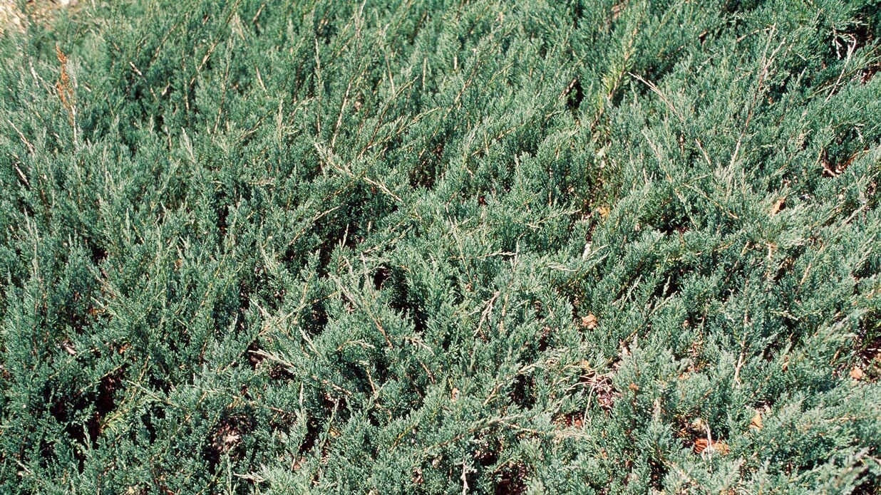 Juniper Sea Spray - 15 Live 4 Inch Pots - Juniperus Chinensis Plants - Drought Tolerant, Cold Hardy Evergreen Groundcover for Landscaping, Rock Gardens & Erosion Control