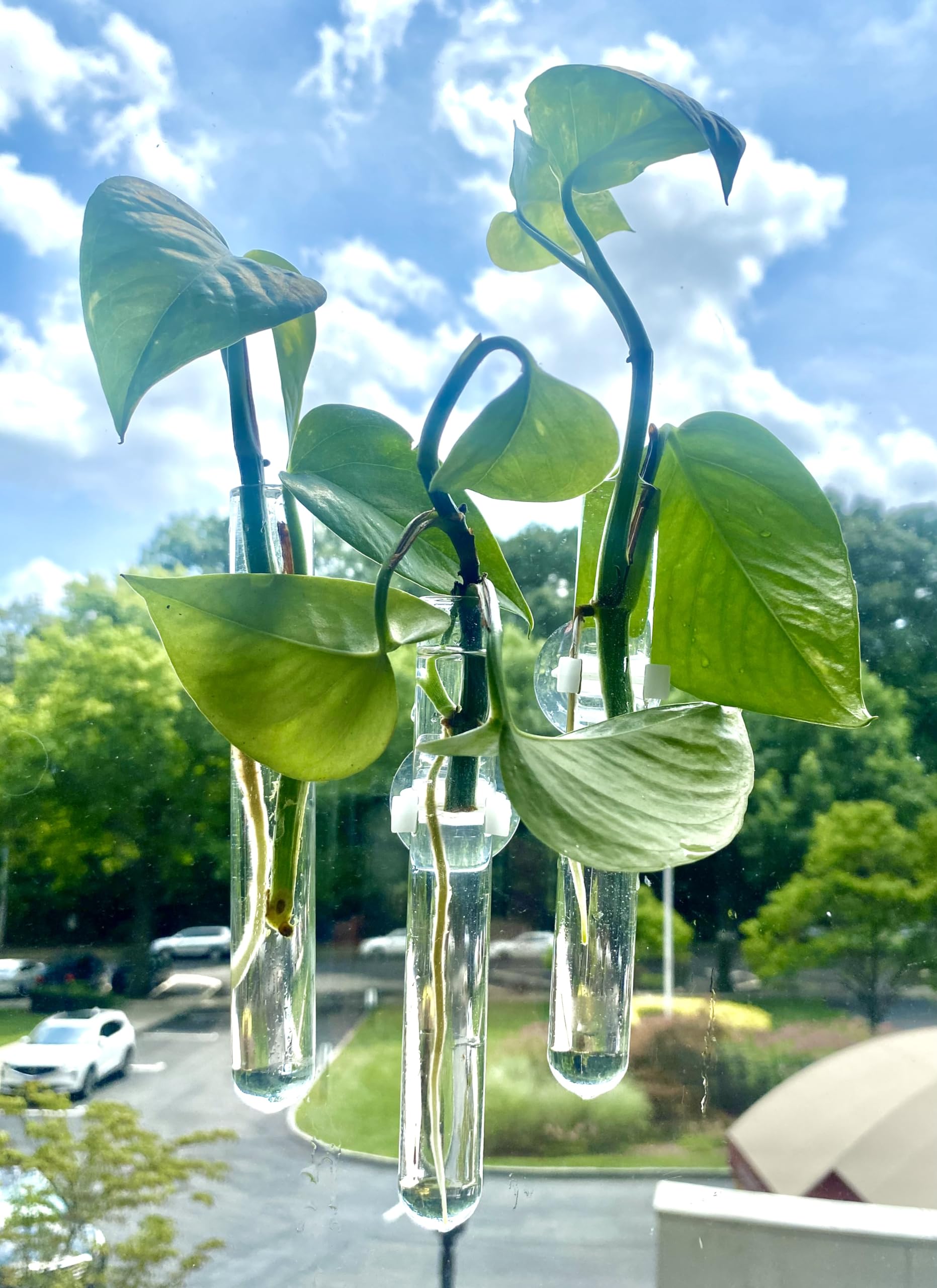 Glass Test Tube Vases with Suction Cups for Plant Propagation - 4 Pack Hydroponic Growing Kit for Windows, Home, Car and Bathroom Decor | Perfect for Herb Gardens, Succulents and Indoor Plants