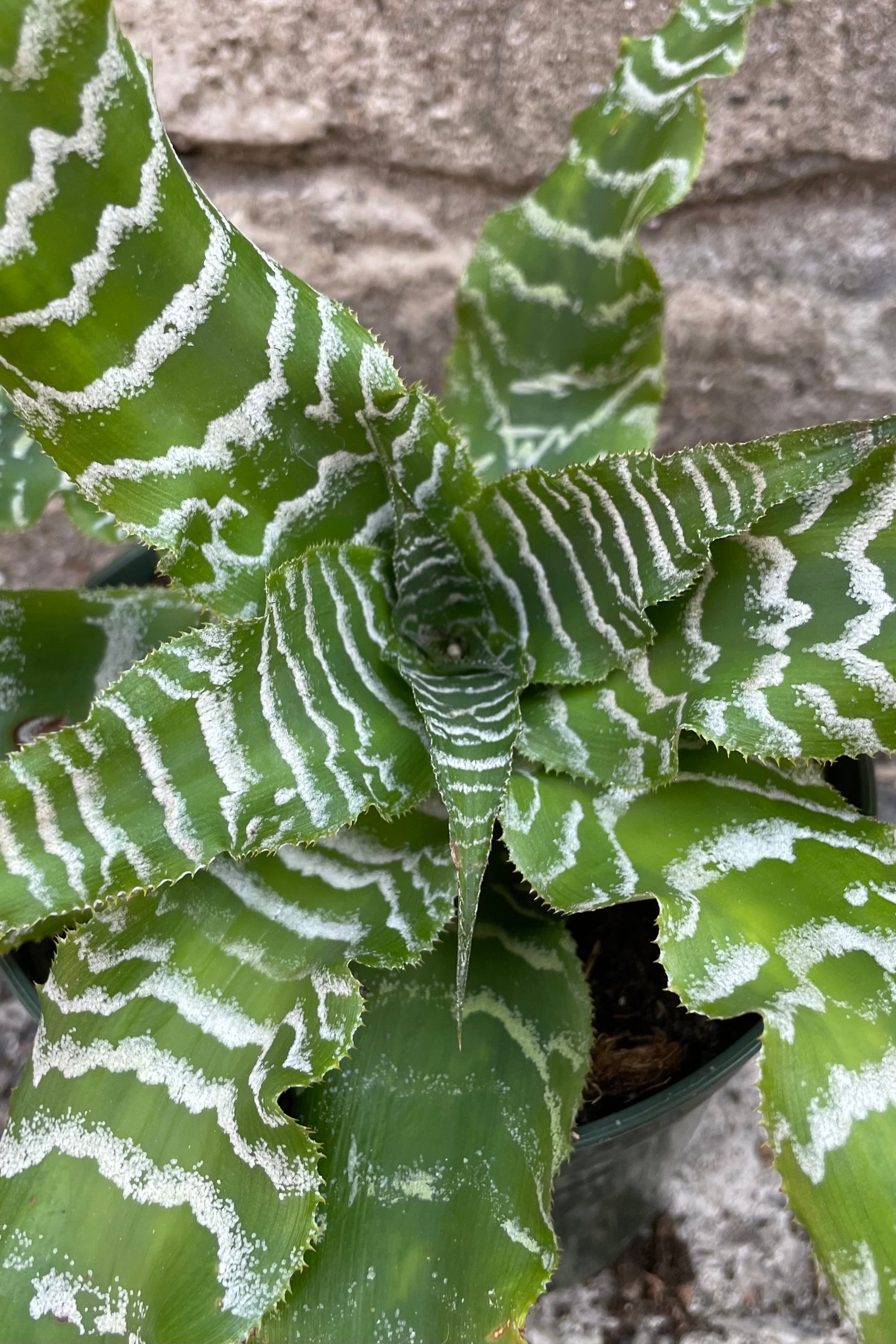 Cryptanthus 'Betty' - 5 Pack Live Air Plants for Home Decor, Office & Terrarium | Easy Care Indoor Plants for Gifts & Housewarming